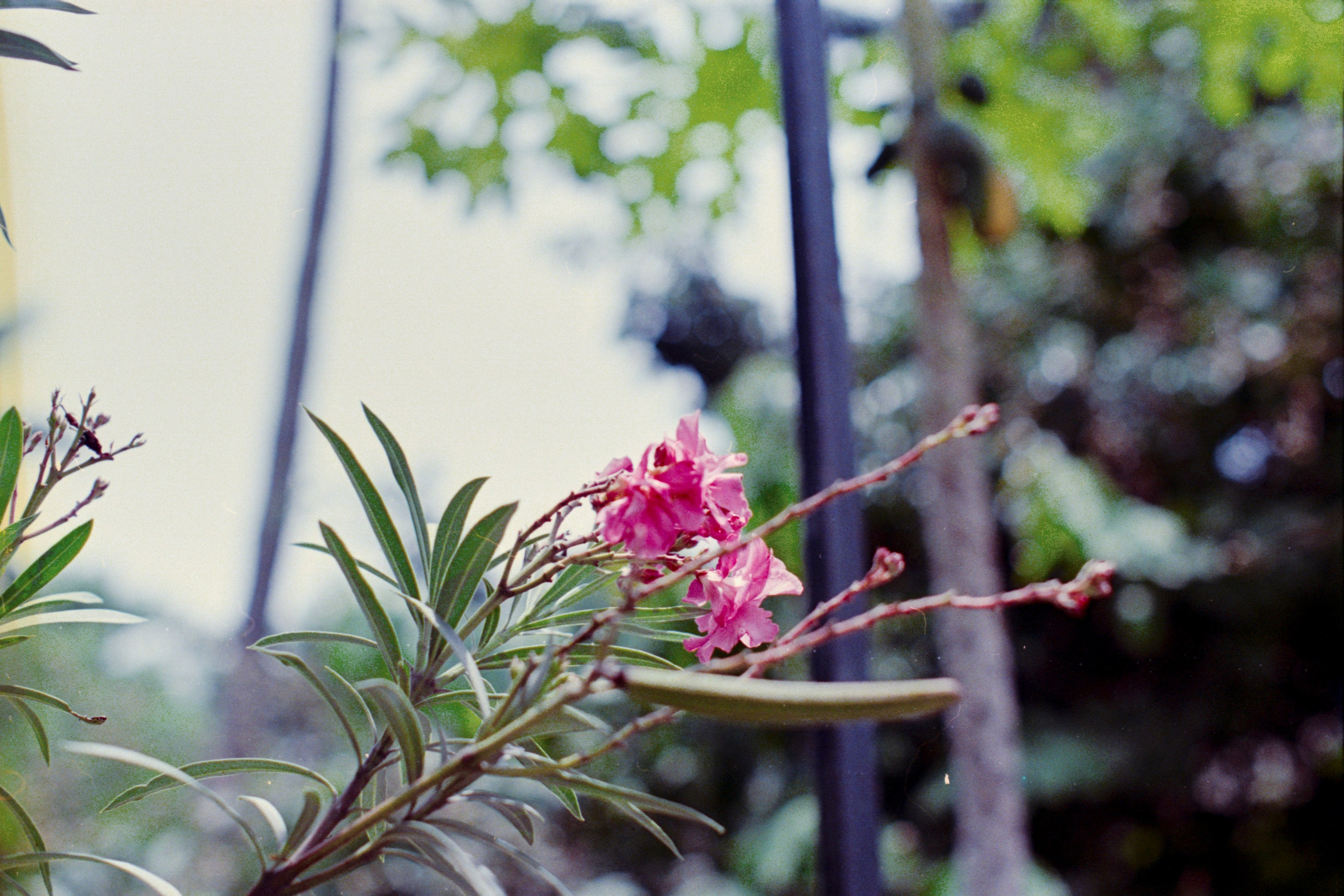 Everything on Film. Portrait, Fashion & Fitness Photography in Chennai| SunnyHazePhotography