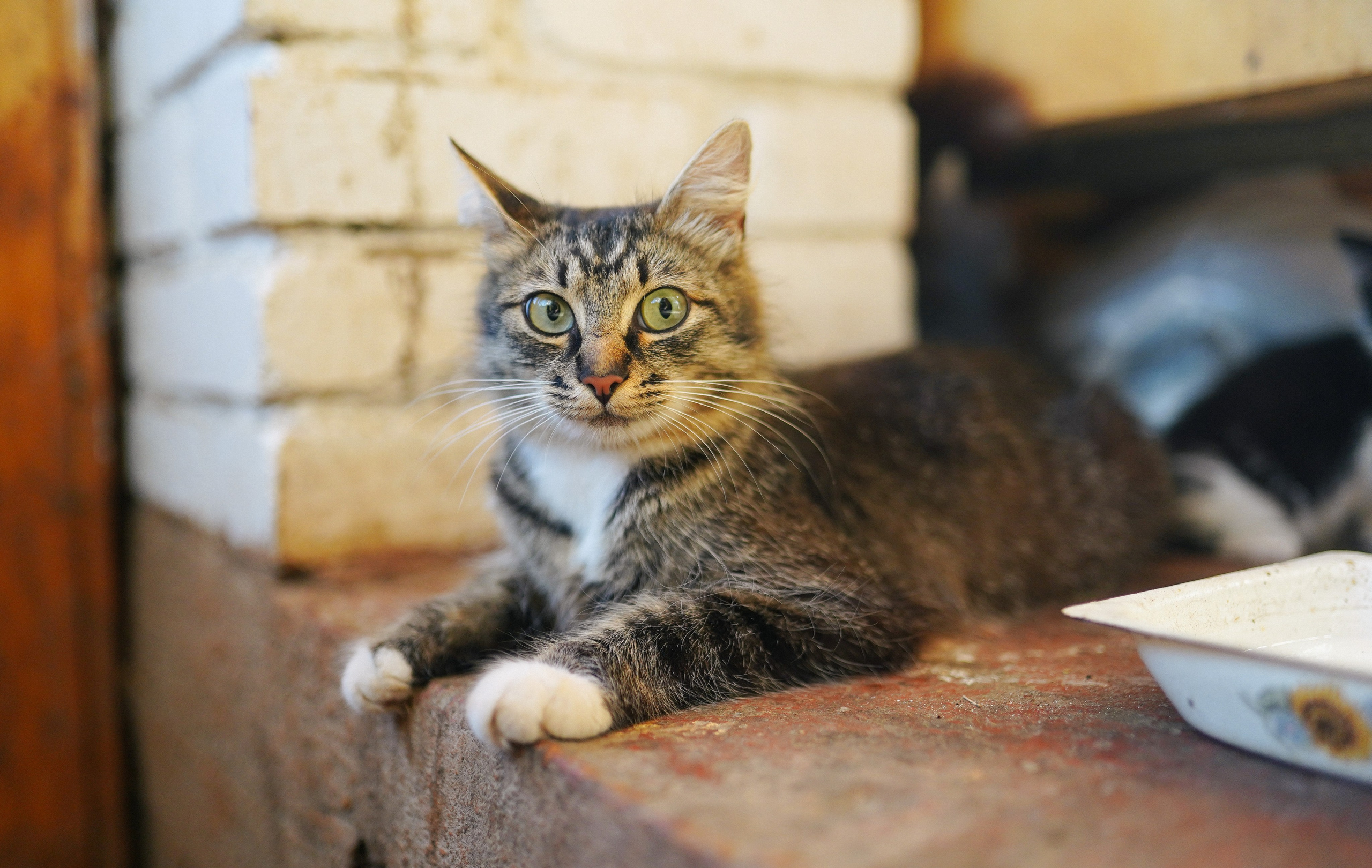 Кот шпедингера. Стрит-фотография, полная абсурда, идиотизма и красоты