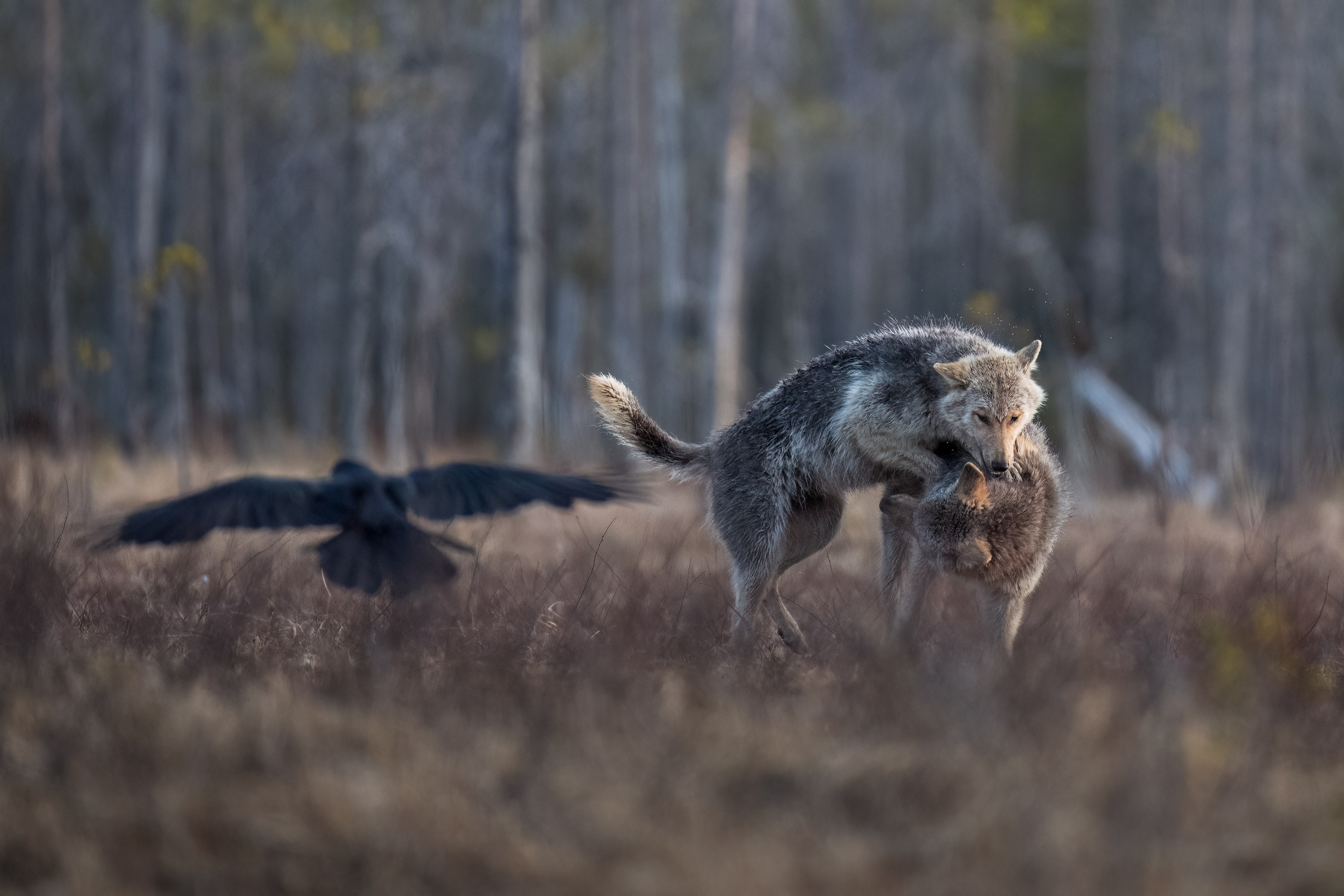 GALLERY. Fine art wildlife photographer Alexandra Surkova