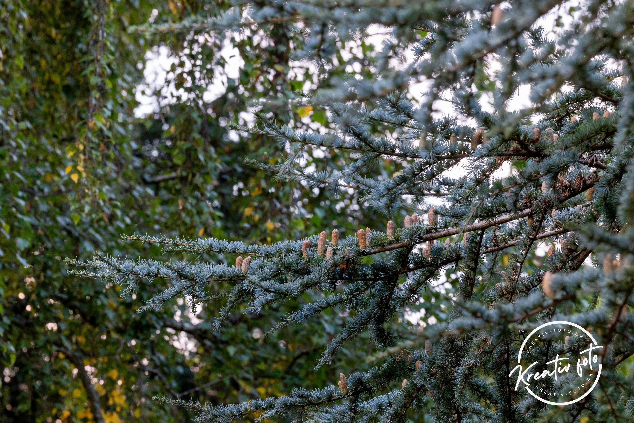 Efterår. Fotograf Aarhus | Portrætfoto Århus | Flotte billeder