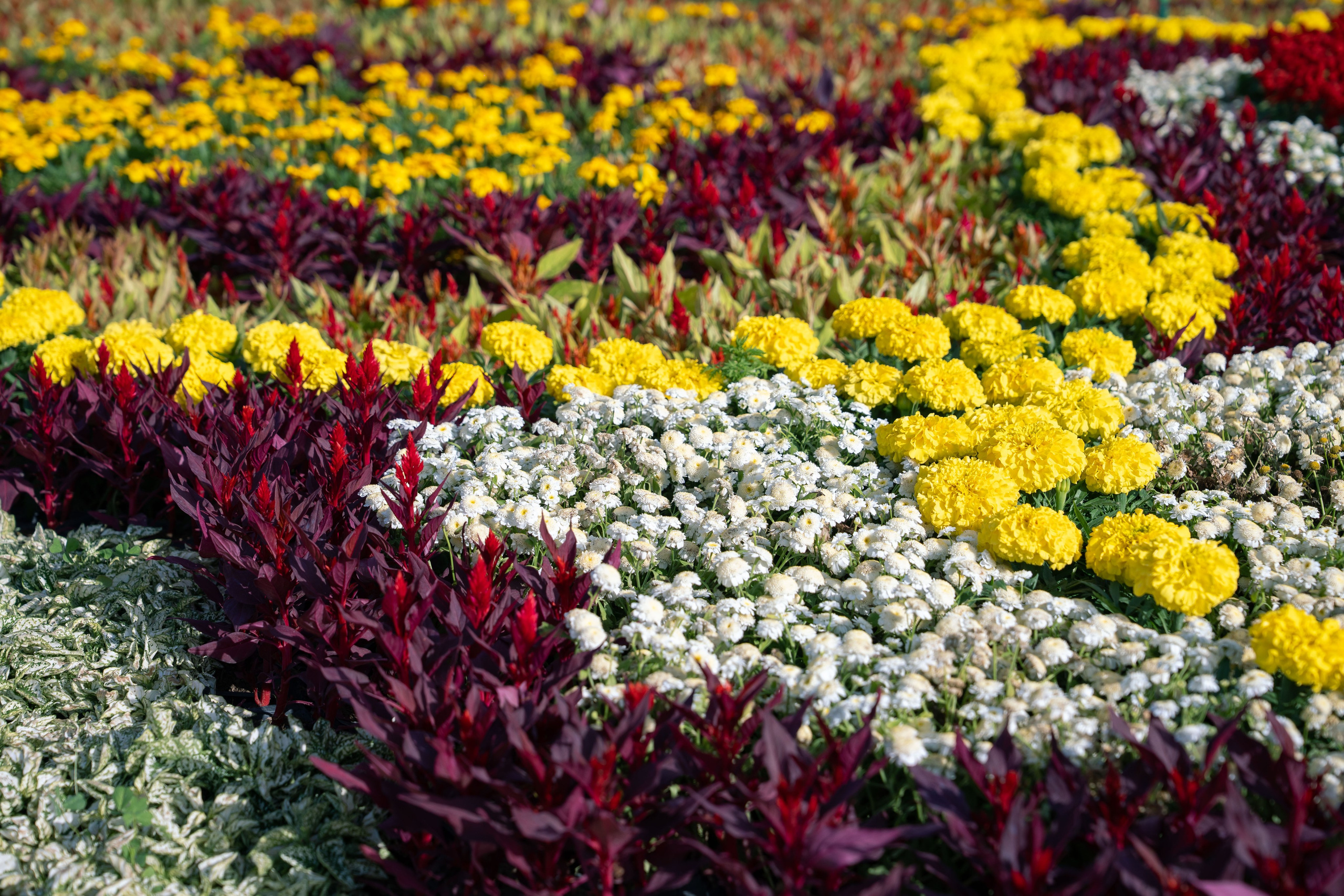 Flower Fest 2026