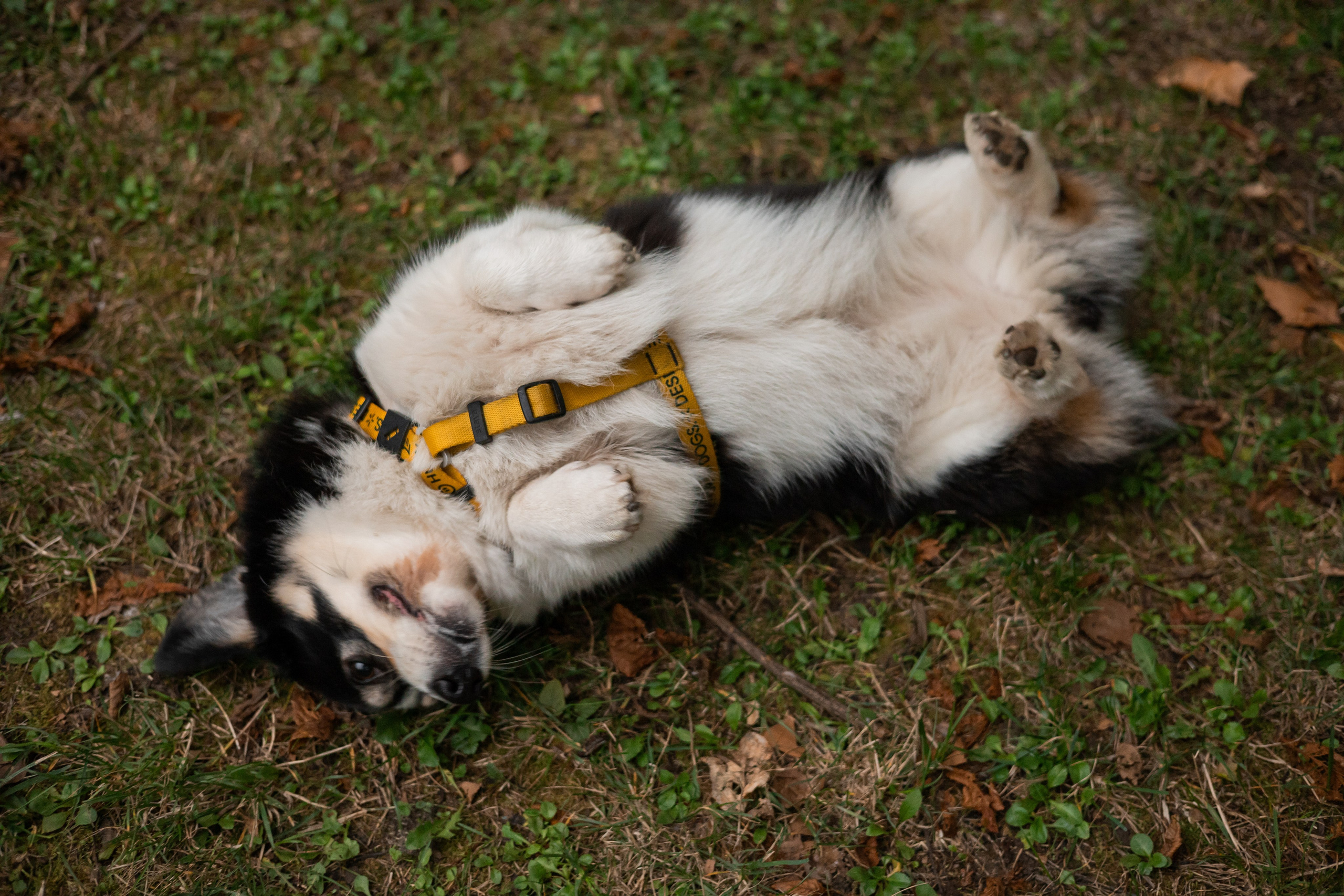 Даня, Аня и Плюша. Фотограф-анималист | Белград