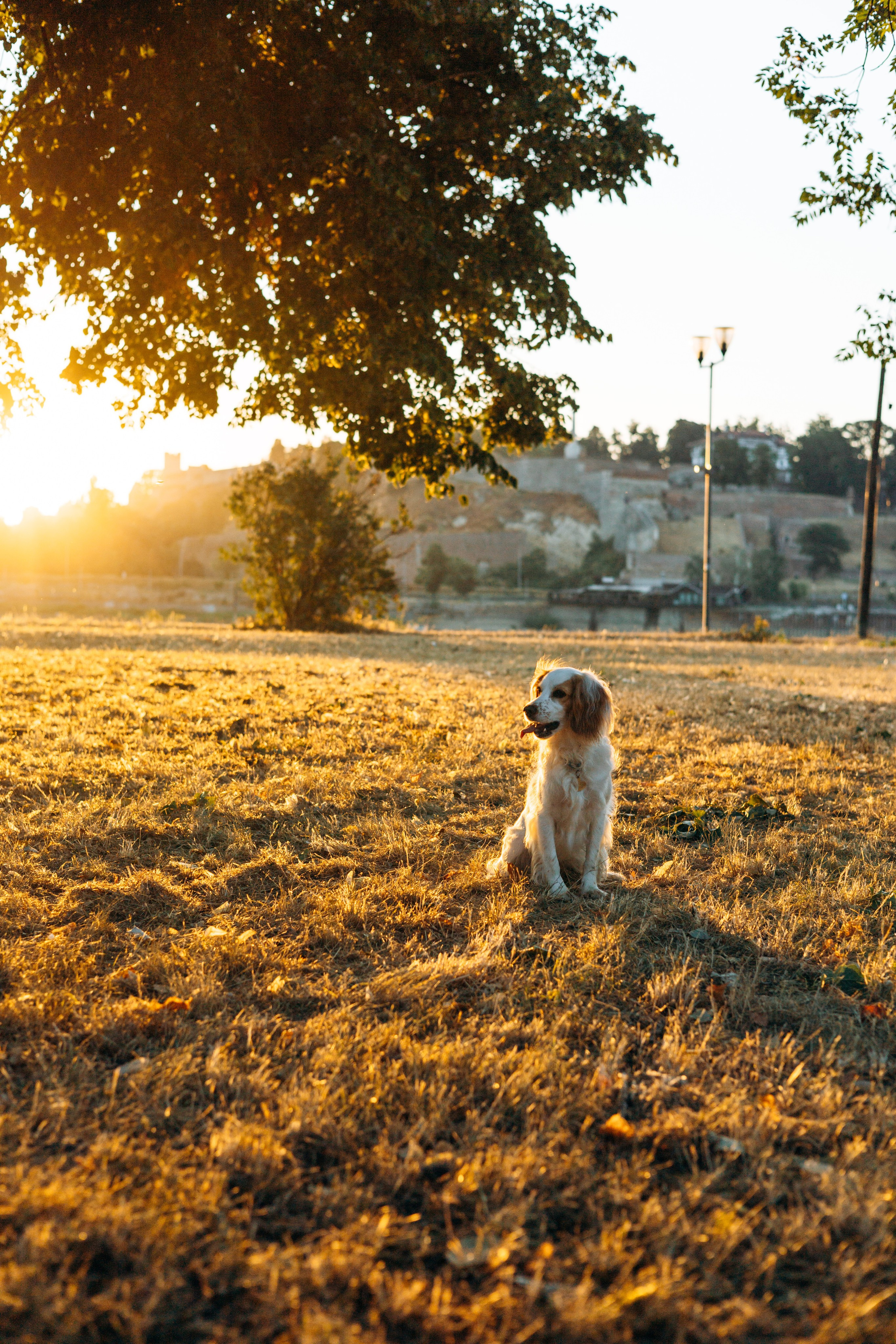 Софья и Арья. Фотограф-анималист | Белград
