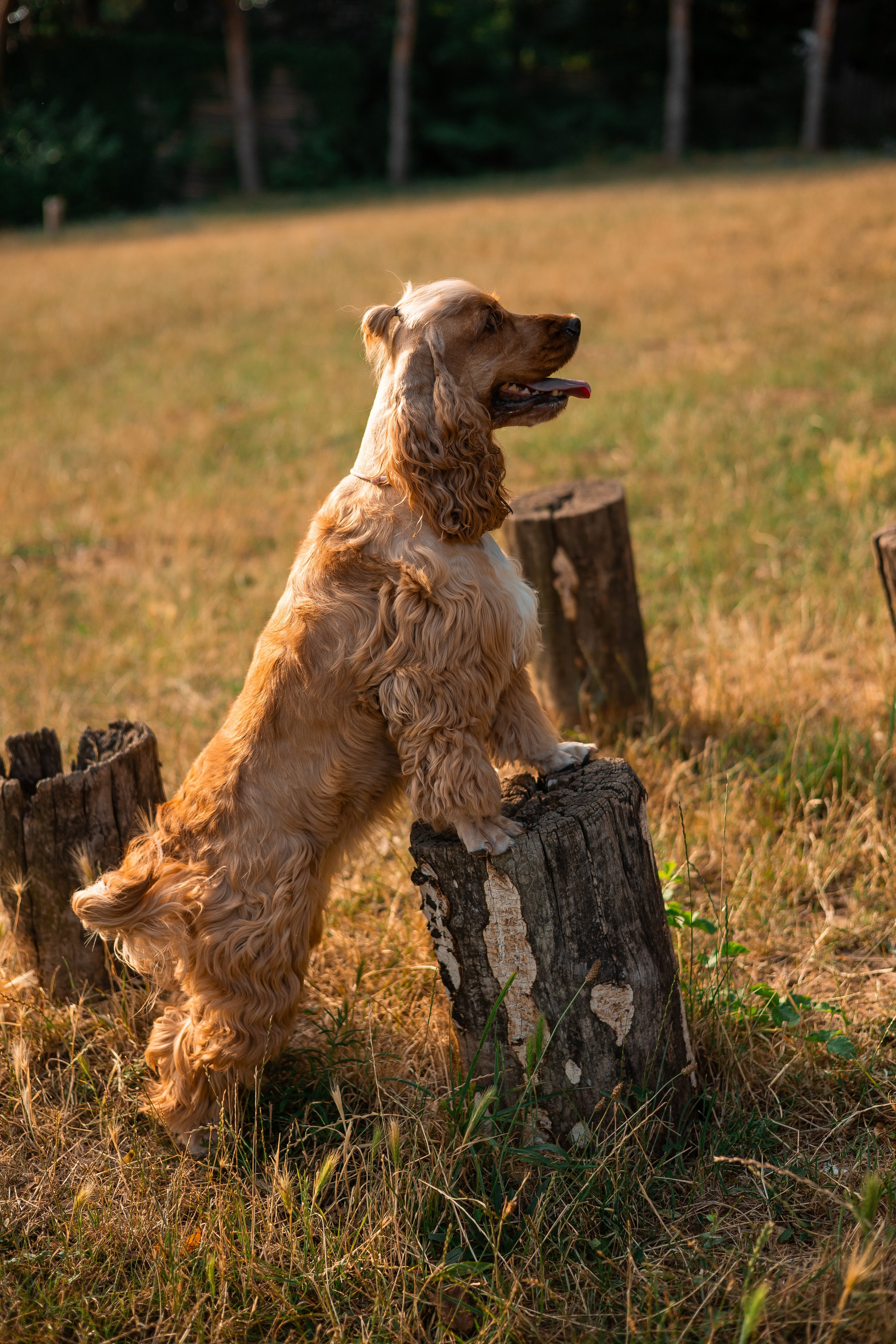 Алина и Юки. Фотограф-анималист | Белград