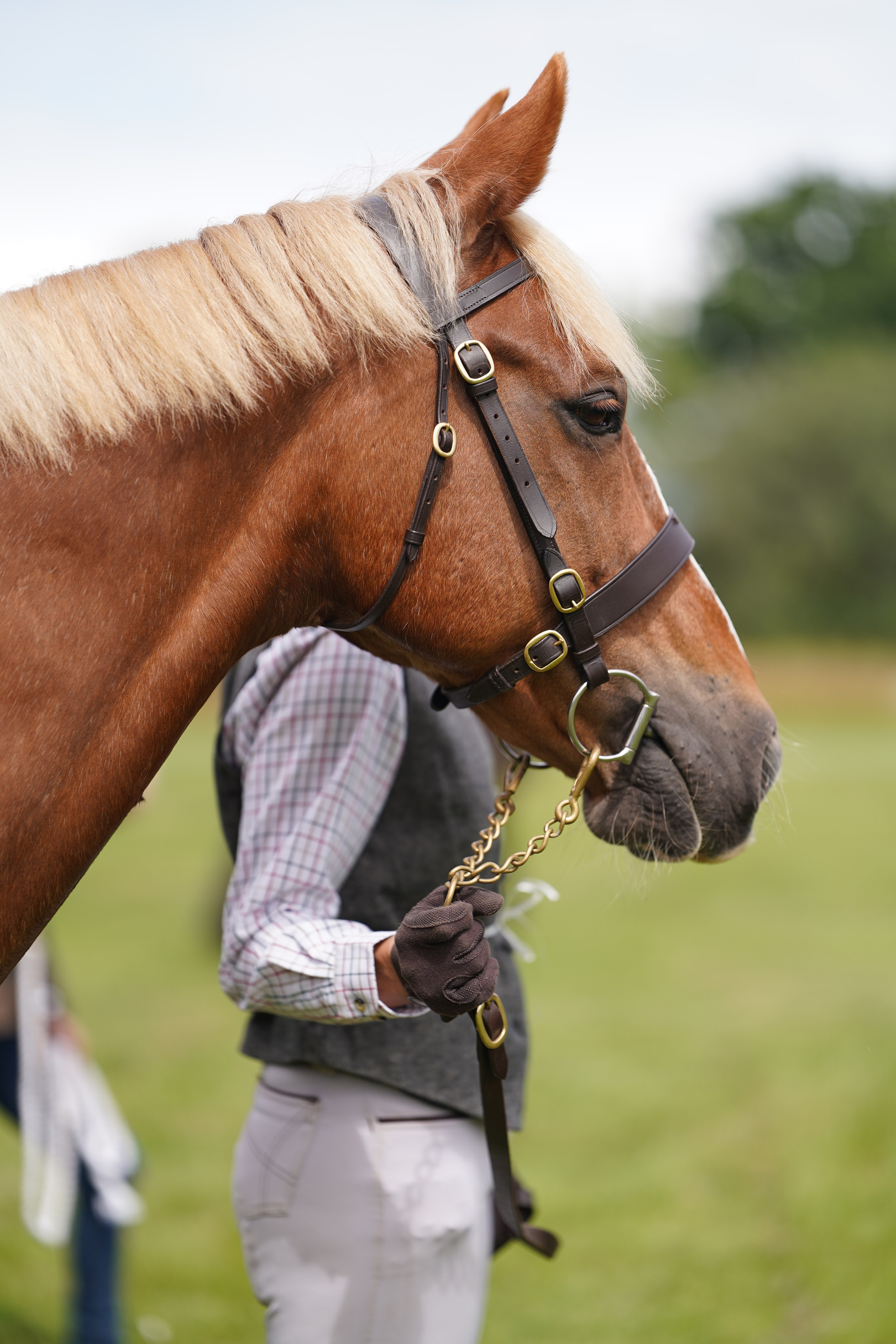 Headshots. Leicestershire Equine Photography by El | Authentic Equine Portraits & Events