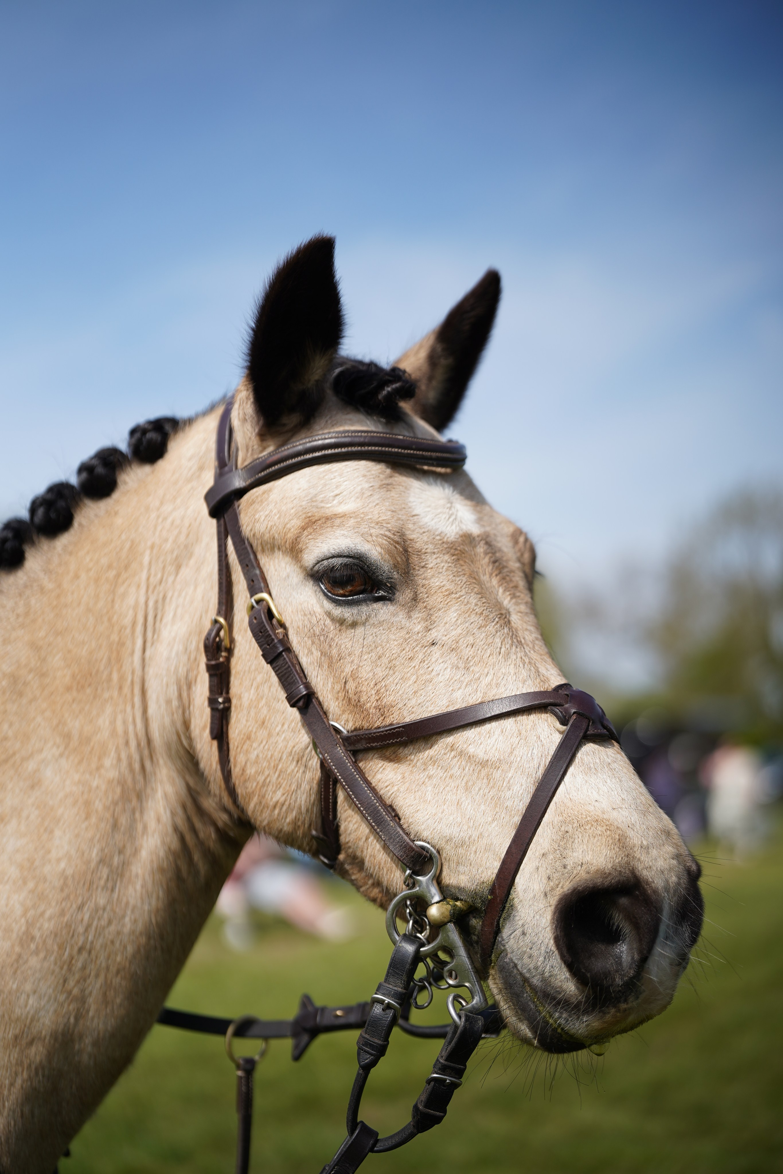 Headshots. Leicestershire Equine Photography by El | Authentic Equine Portraits & Events