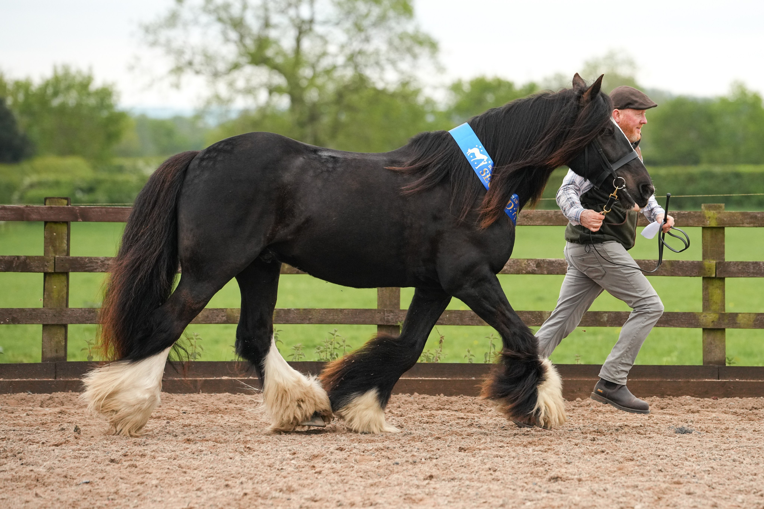 Showing. Leicestershire Equine Photography by El | Authentic Equine Portraits & Events