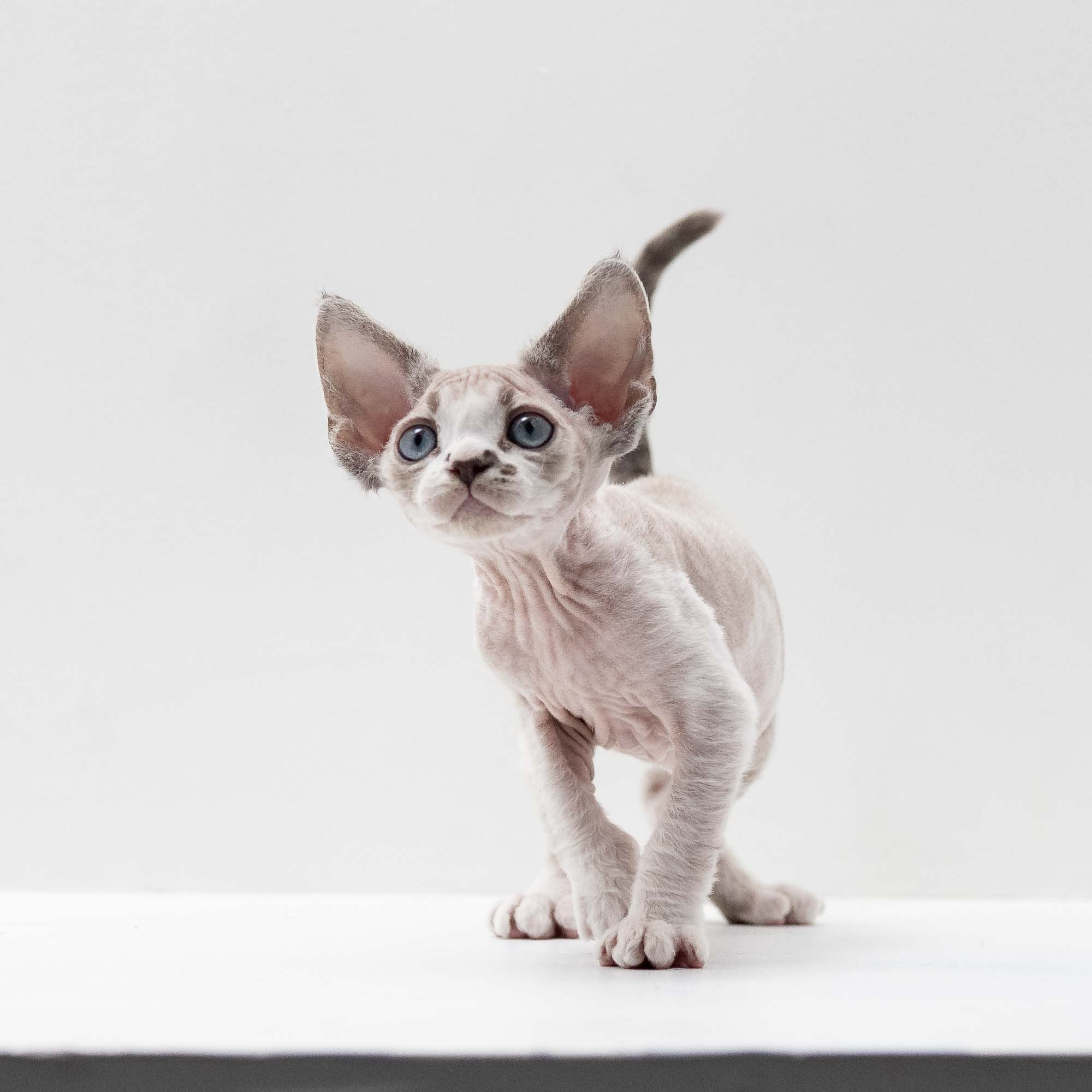 Frank, boy, born on 01.01.25. Devon Rex Pixie Cattery