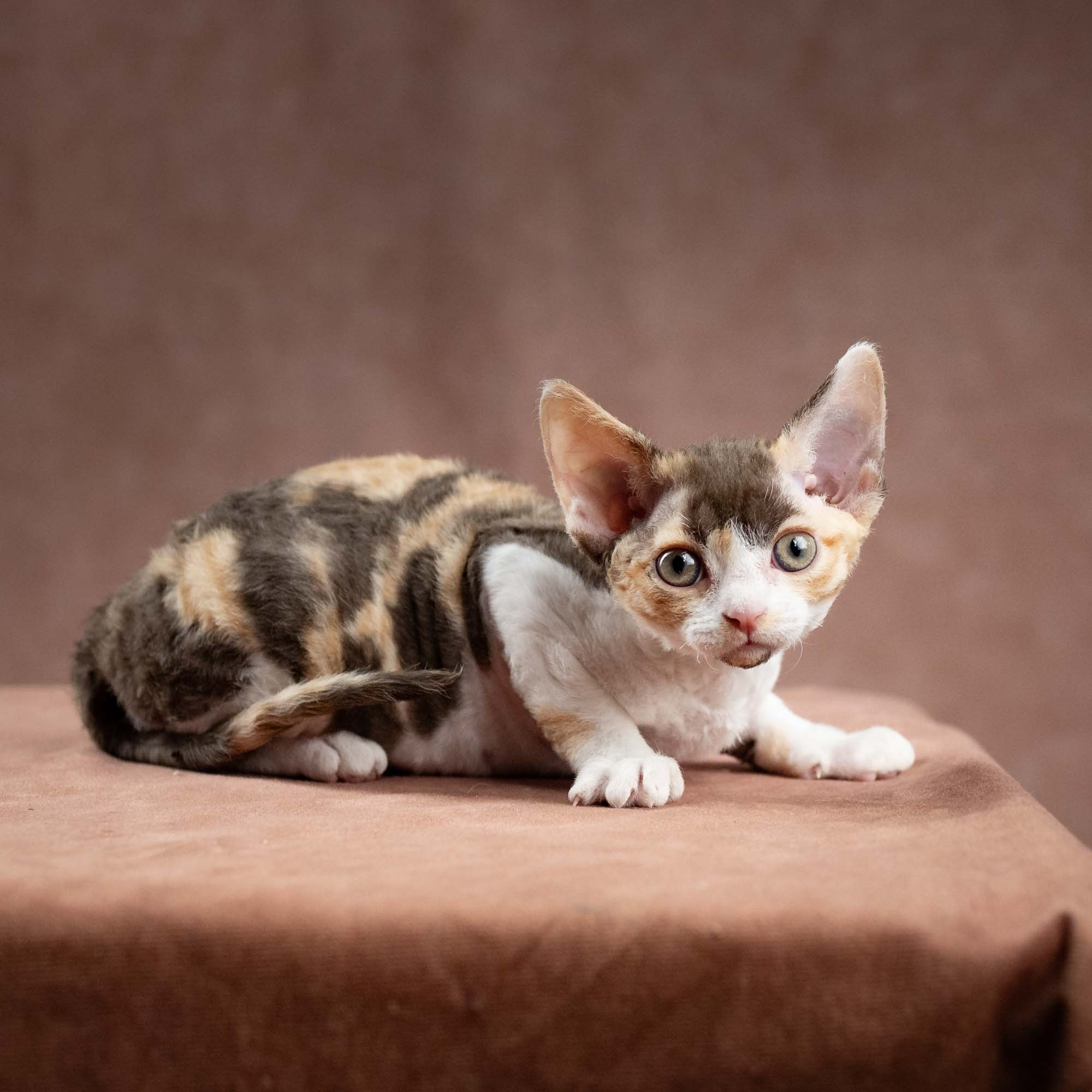 Dixie, girl, born on 06.06.24 SOLD. Devon Rex Pixie Cattery