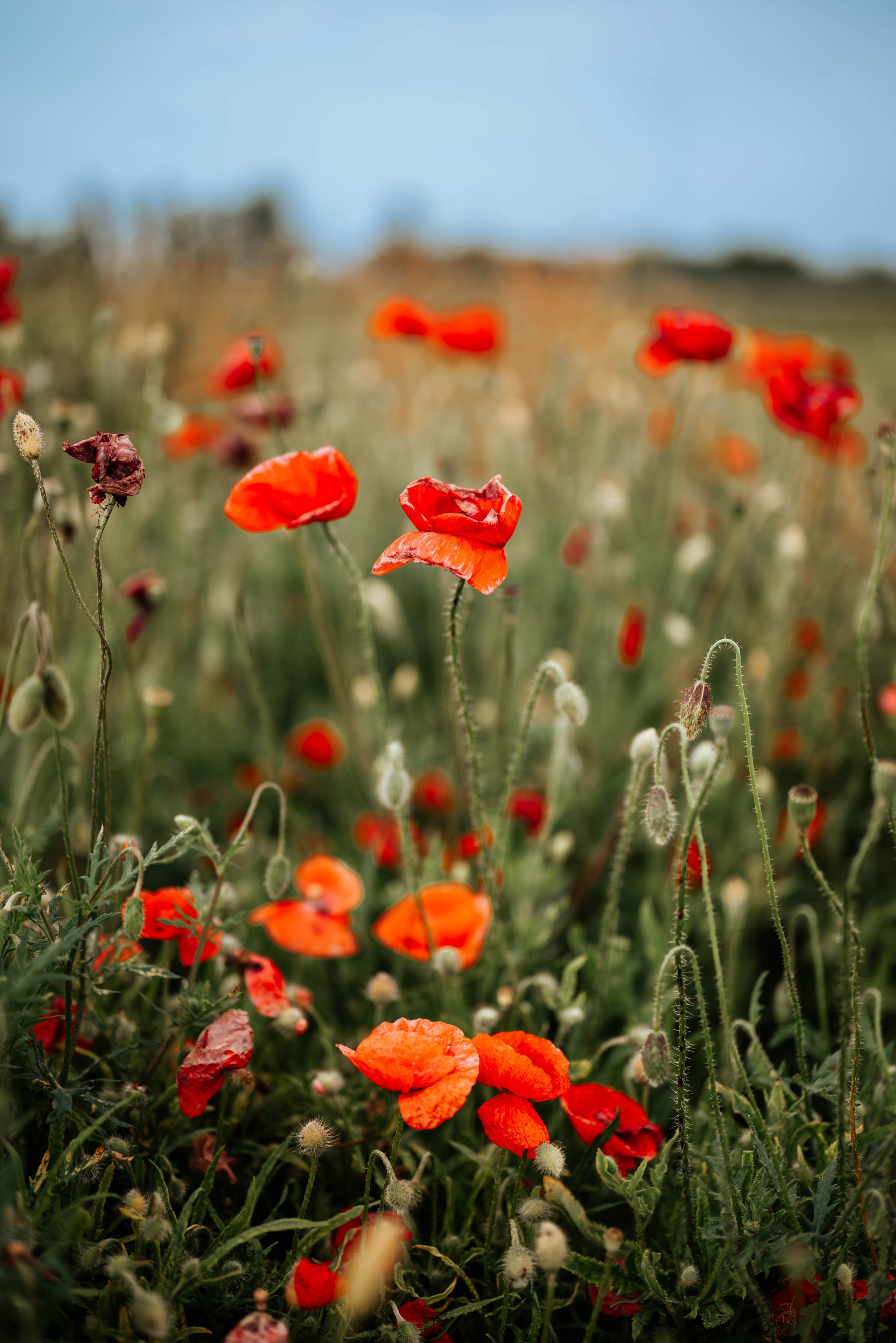 Hana, Una, Isidora i Bogdan - porodično fotografisanje. Dečiji i porodični fotograf