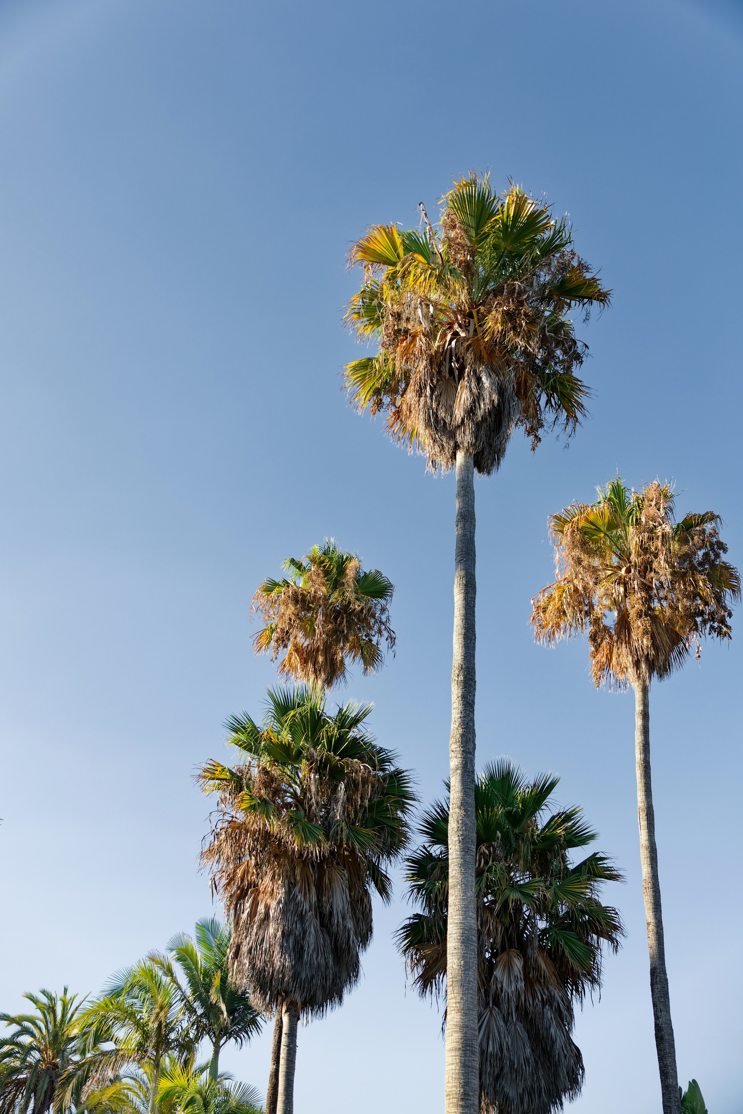 Beach Wedding in Marbella PREVIEW. Destination Wedding Photographer — Nikita Burtsev