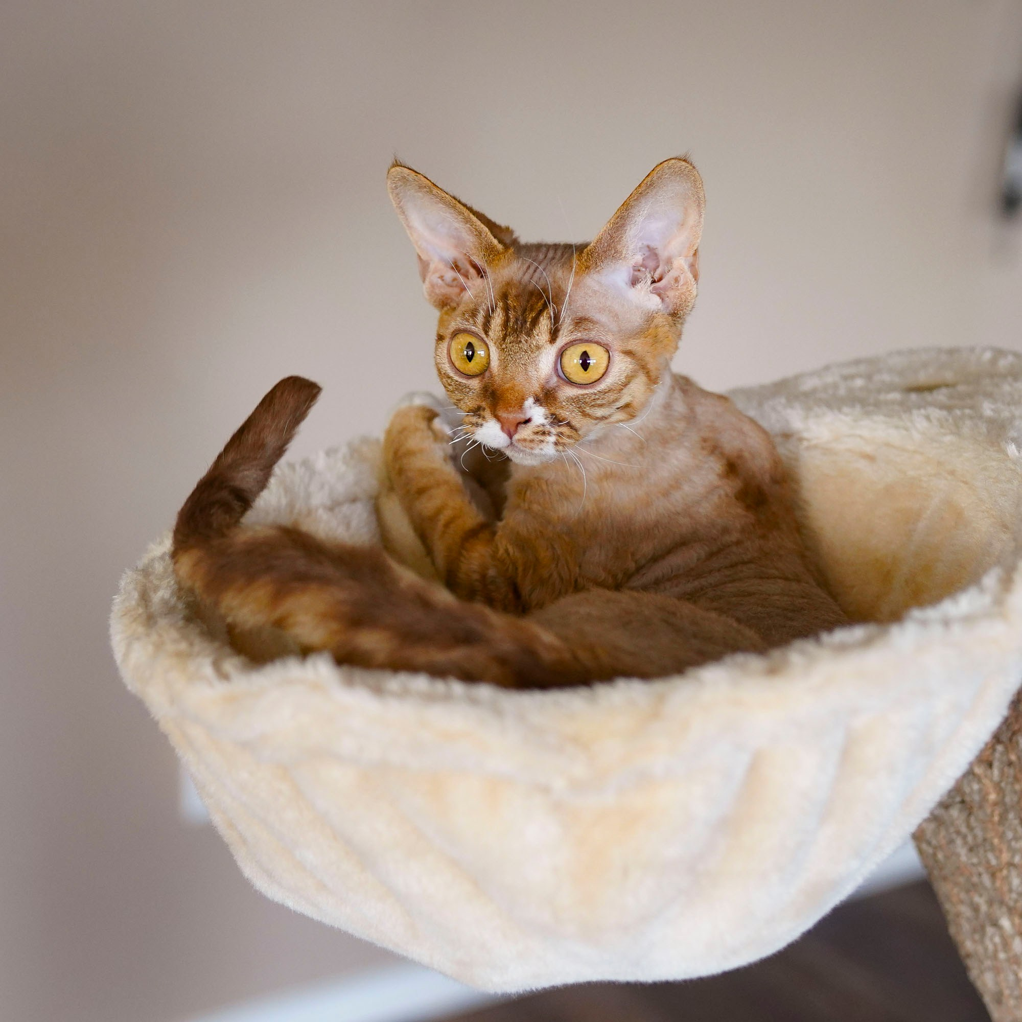 Yasia. Devon Rex Pixie Cattery