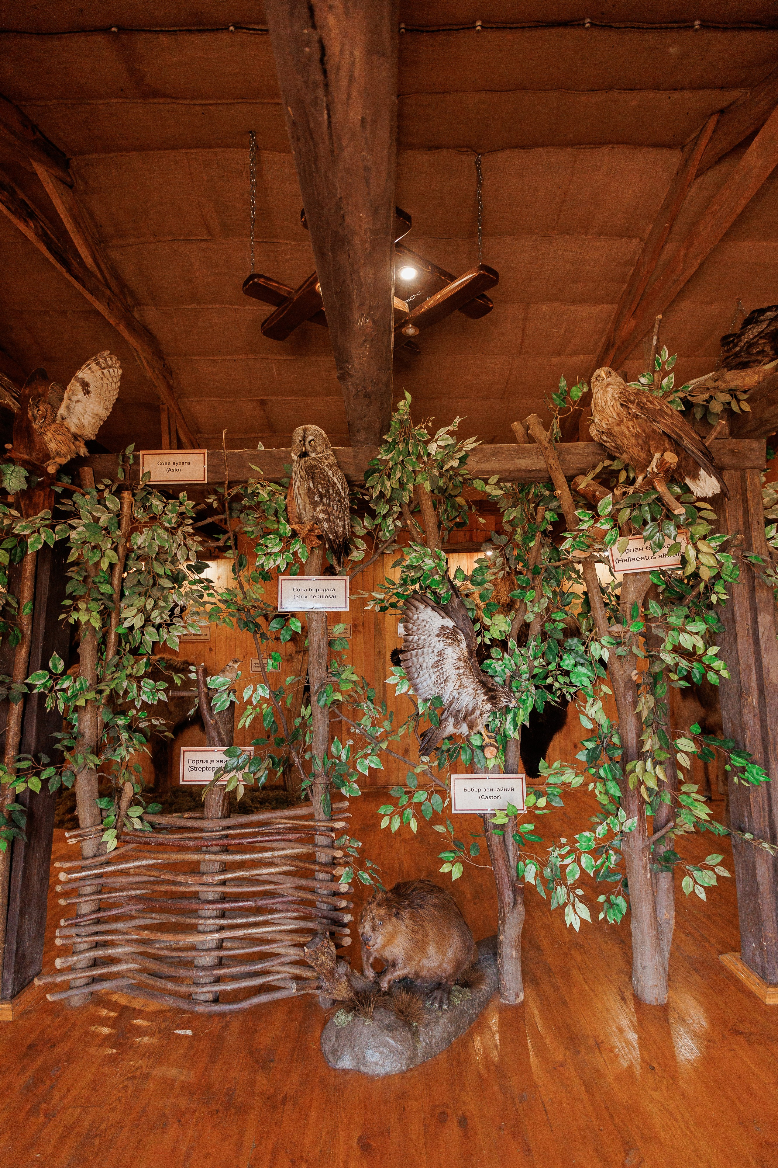 Екопарк Аміла. Ірина Терещук