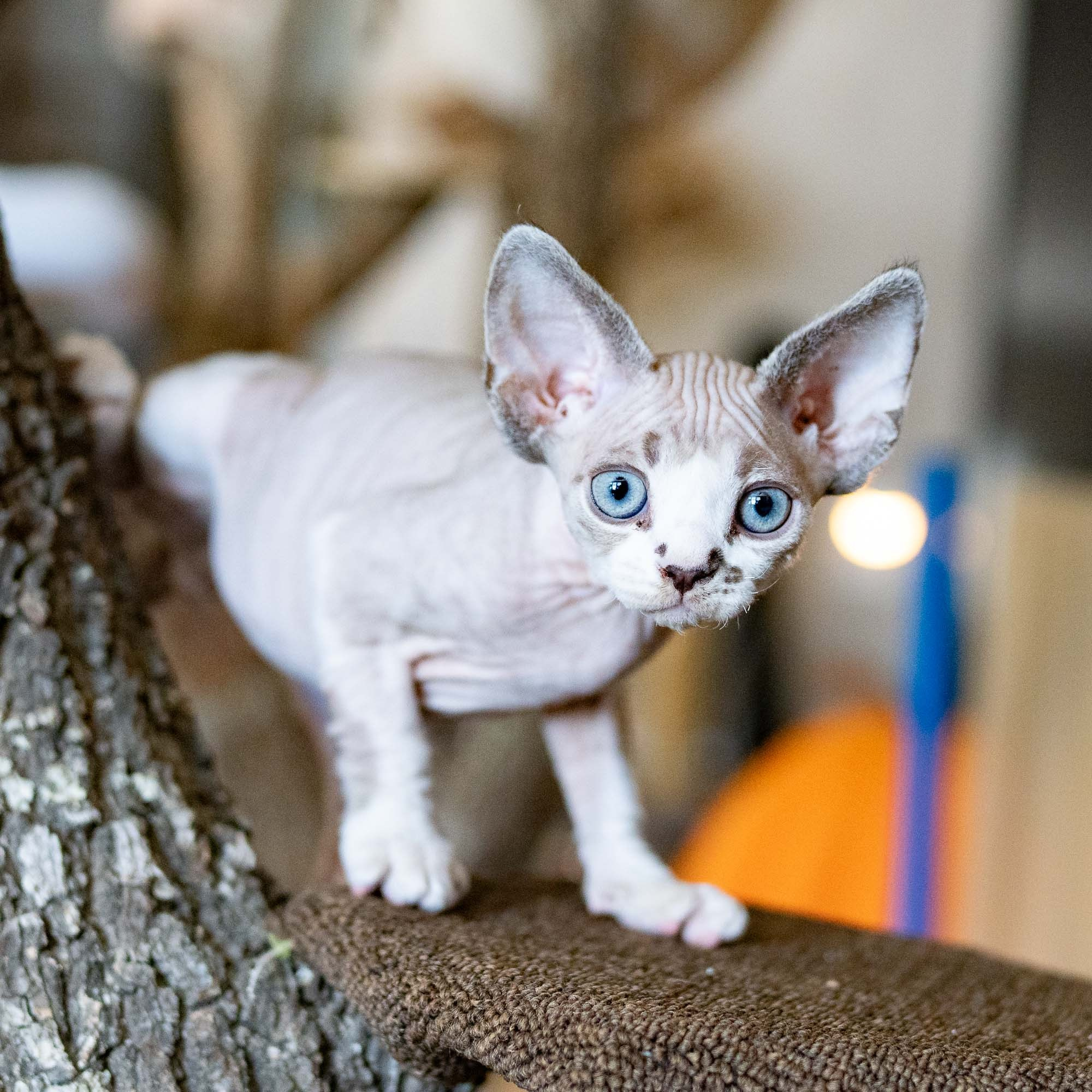 Frank, boy, born on 01.01.25. Devon Rex Pixie Cattery