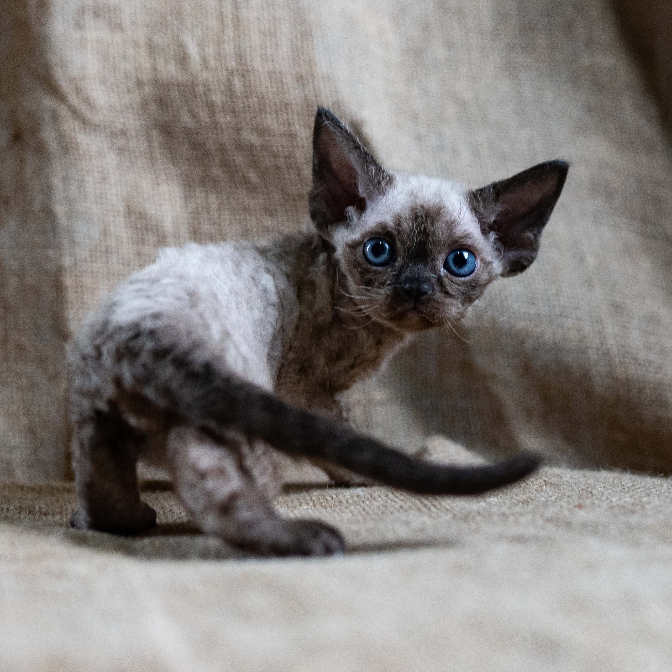 Leo, boy, born 12.20.2025. Devon Rex Pixie Cattery