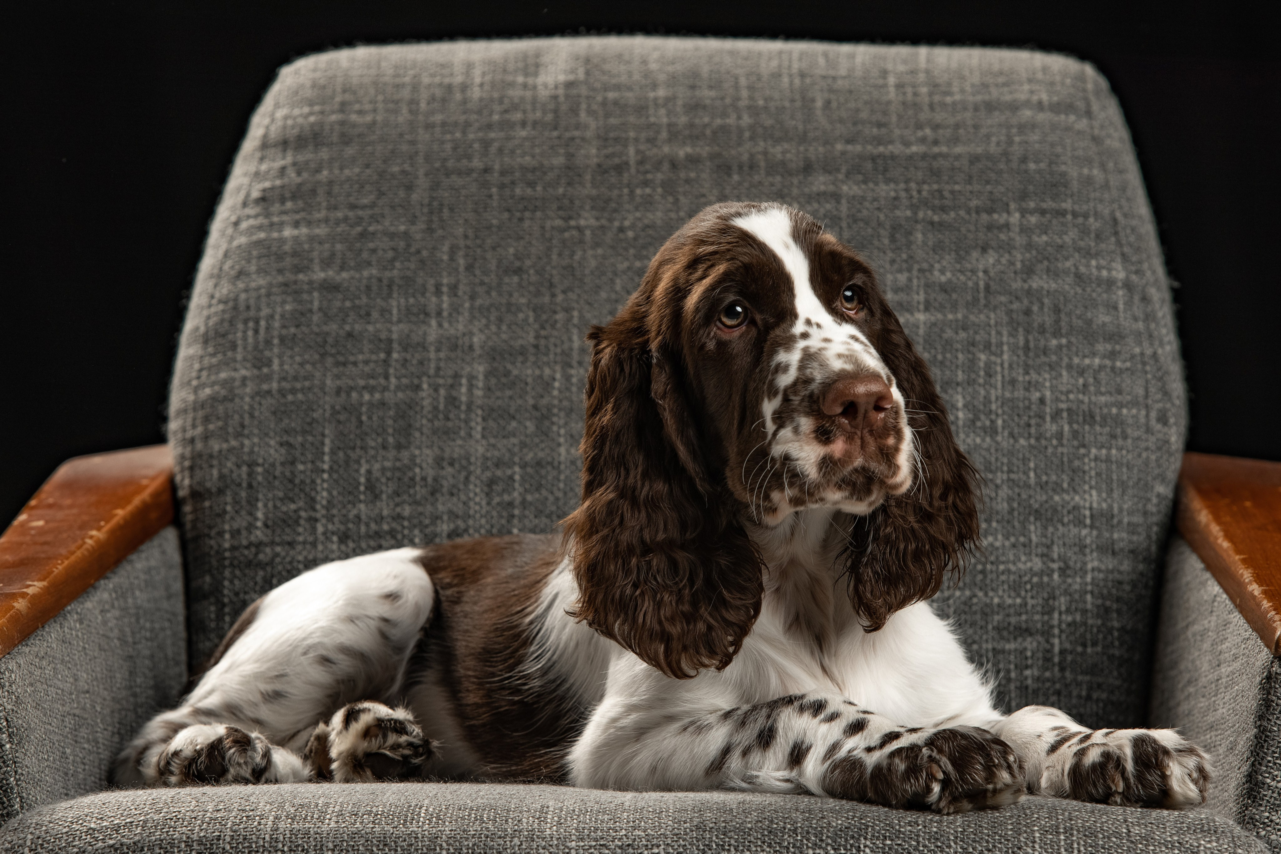 English Springer Spaniel male show movement