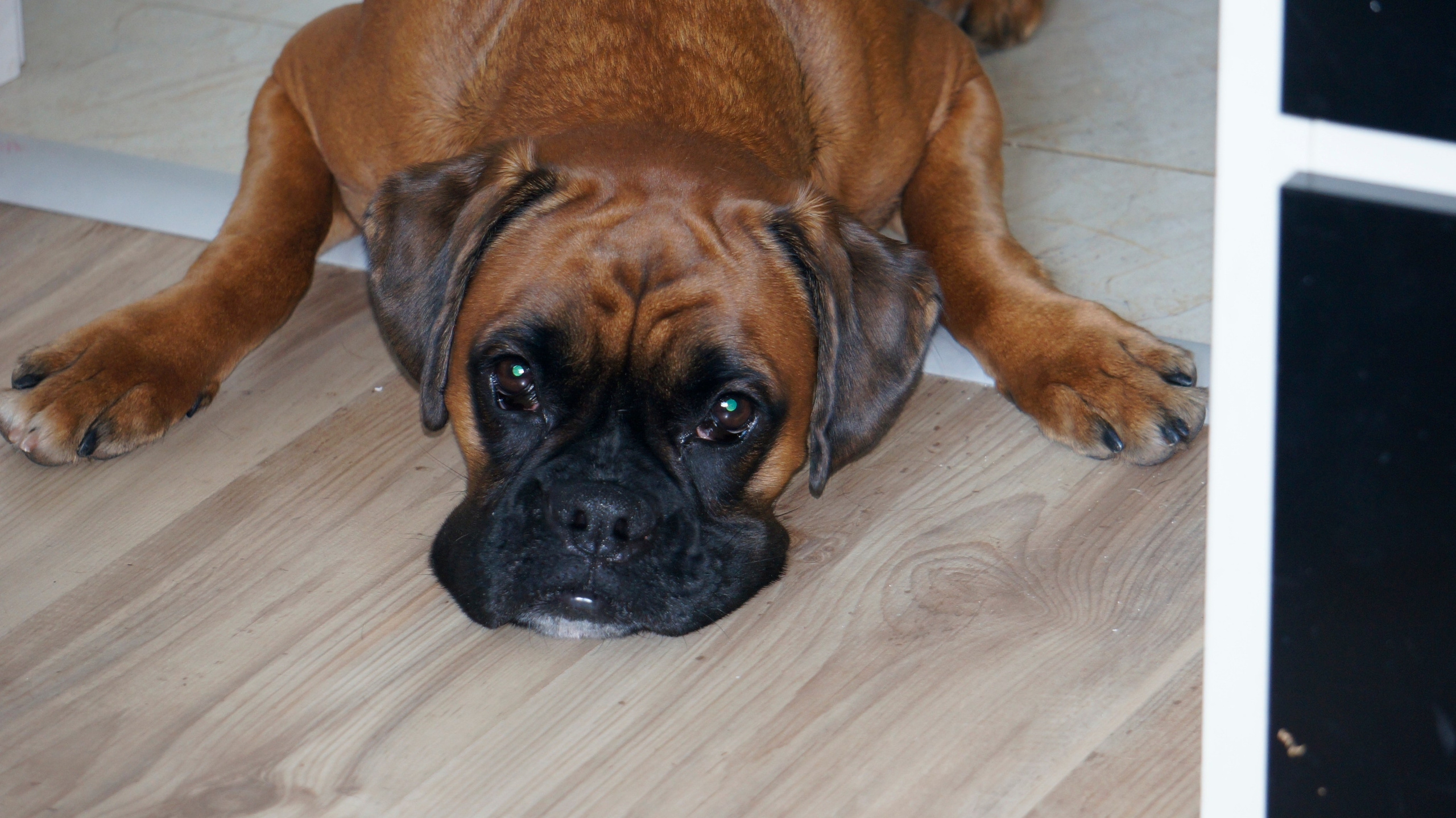 My ״Star״ Boxer Dog