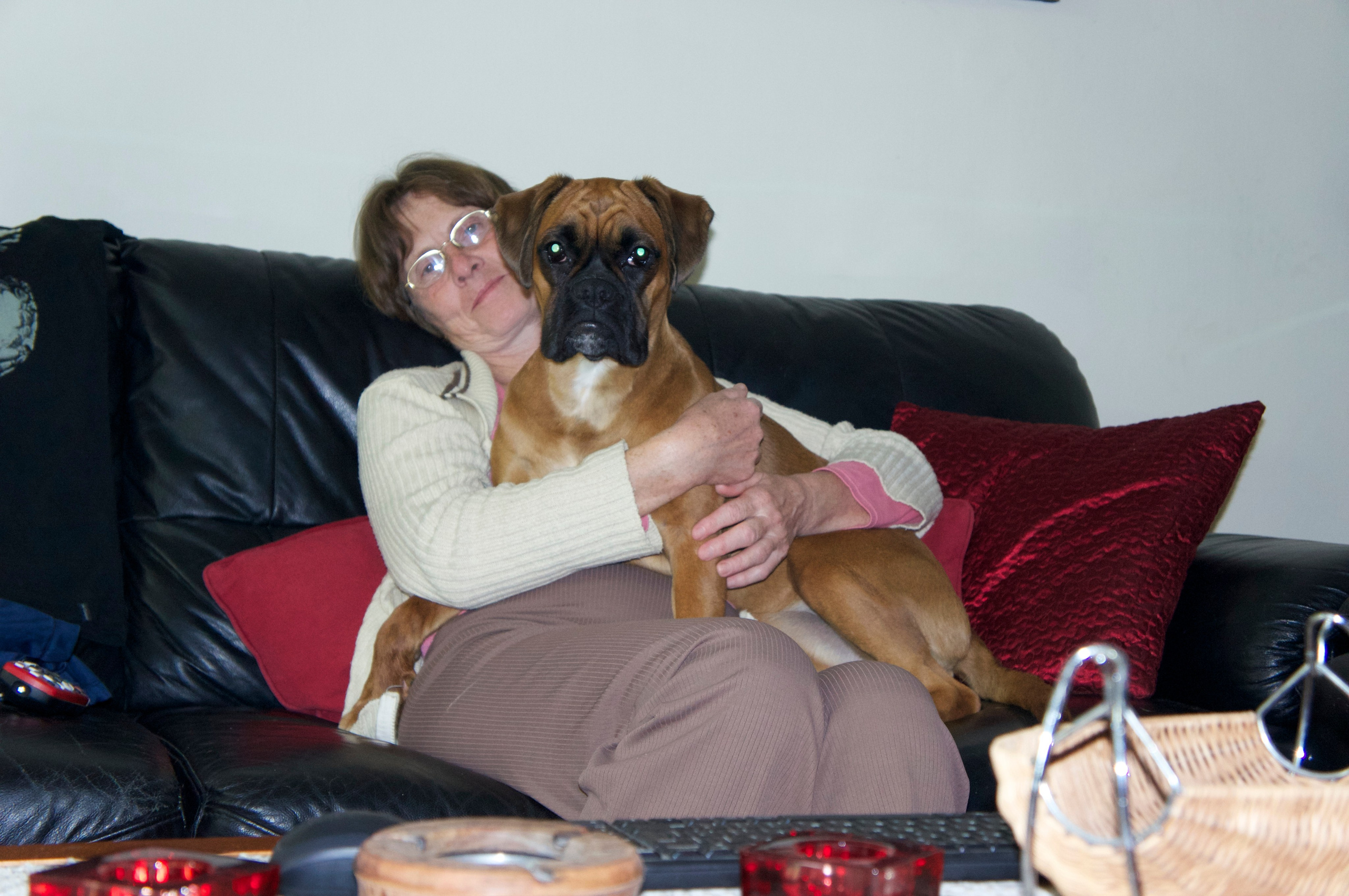 My ״Star״ Boxer Dog