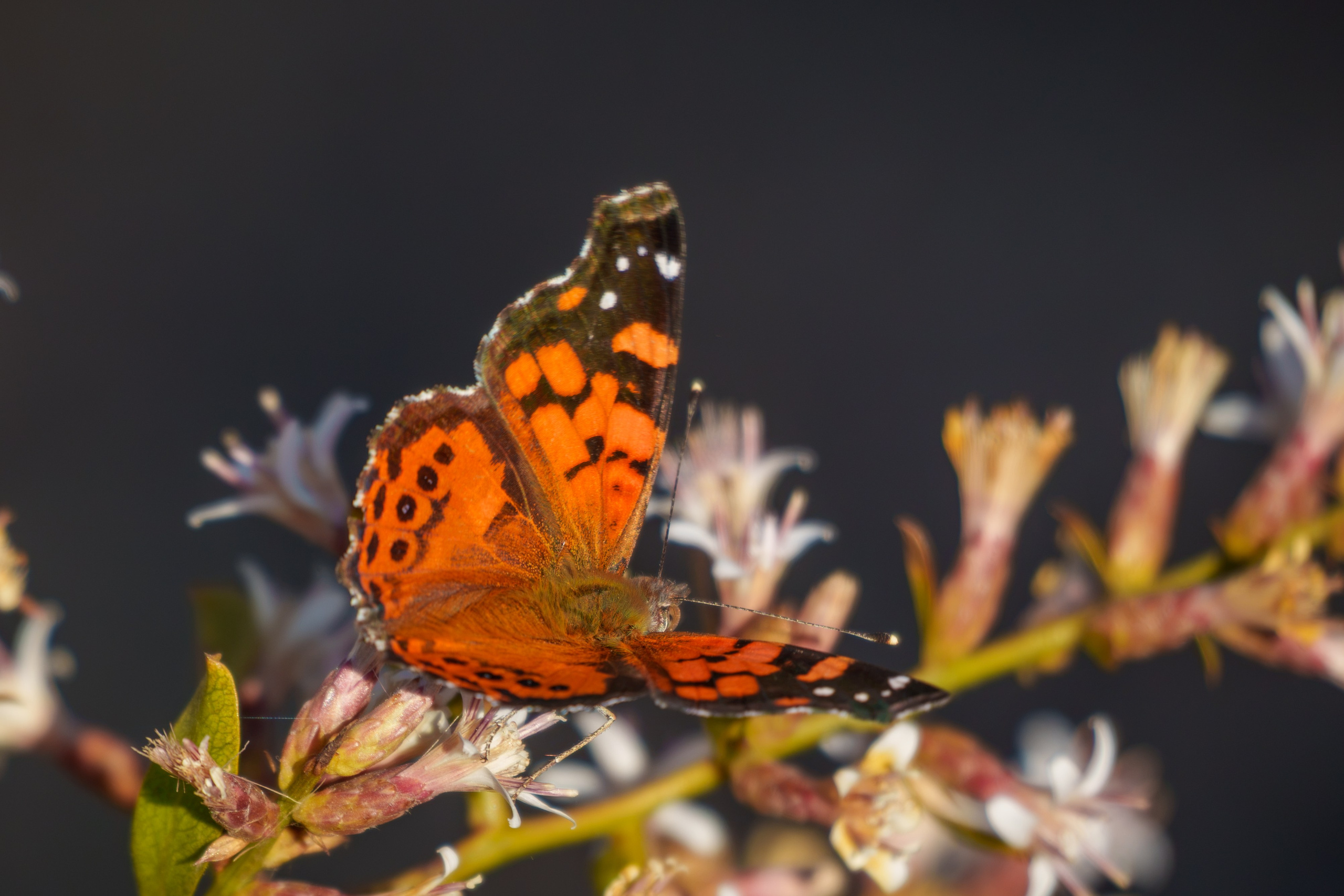 Fauna. Fotografía del día a día. Yuri Marín C