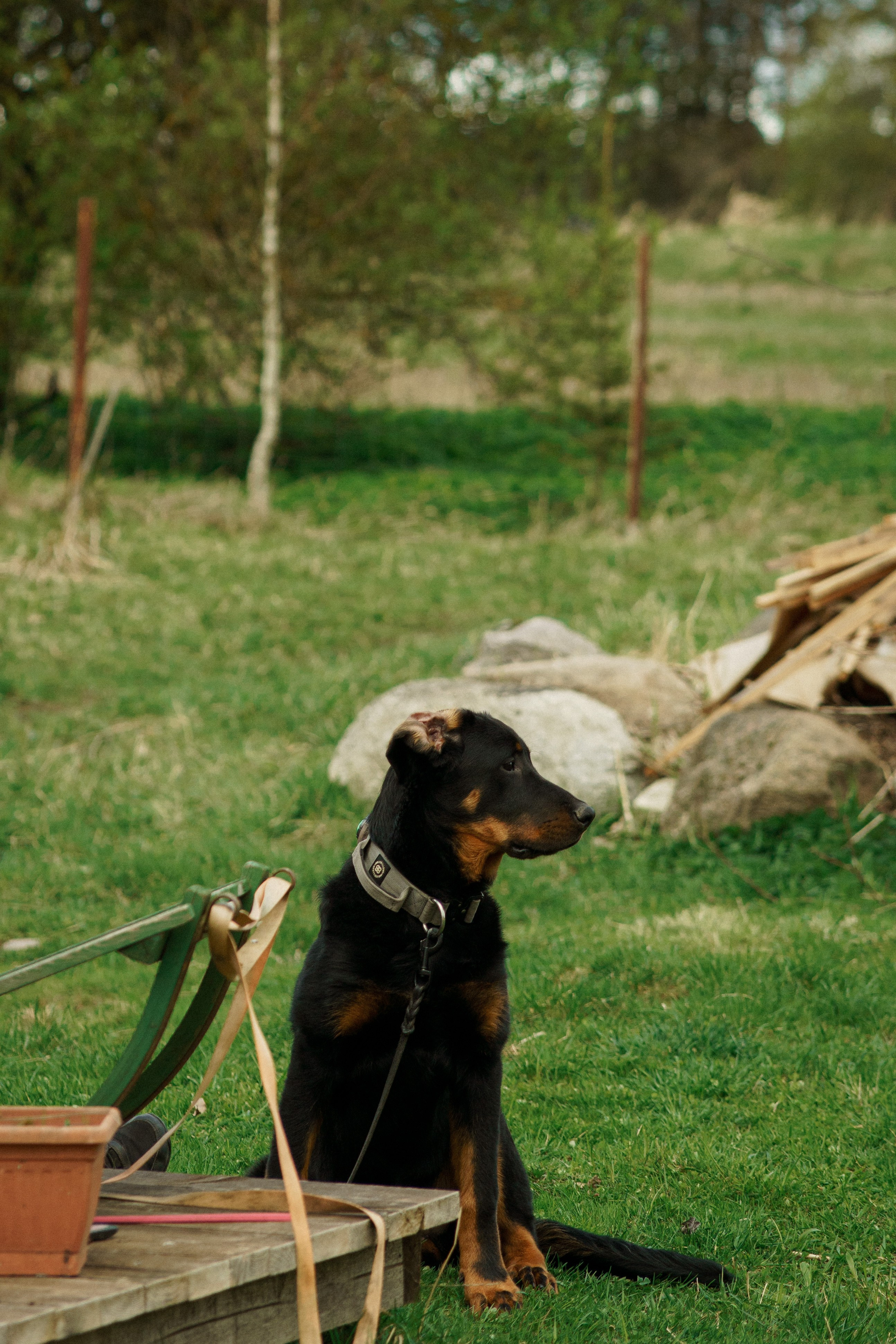 Herding Days, 26 apr. 2025. Kat Laisaar — Pet photographer in Tallinn