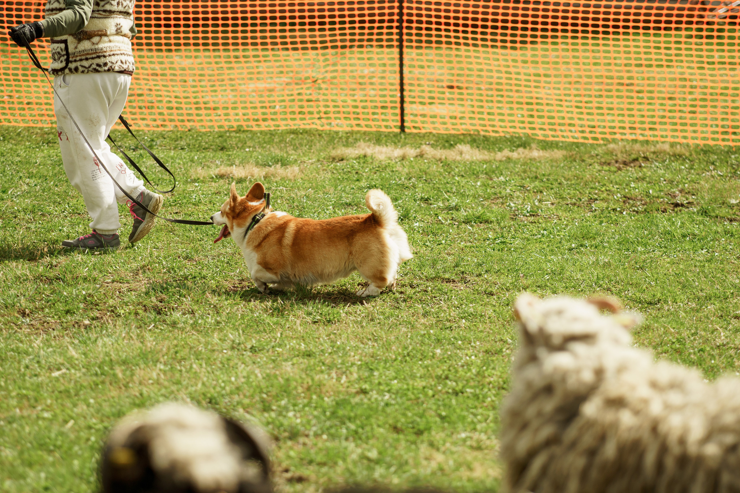 Herding Days, 26 apr. 2025. Kat Laisaar — Pet photographer in Tallinn