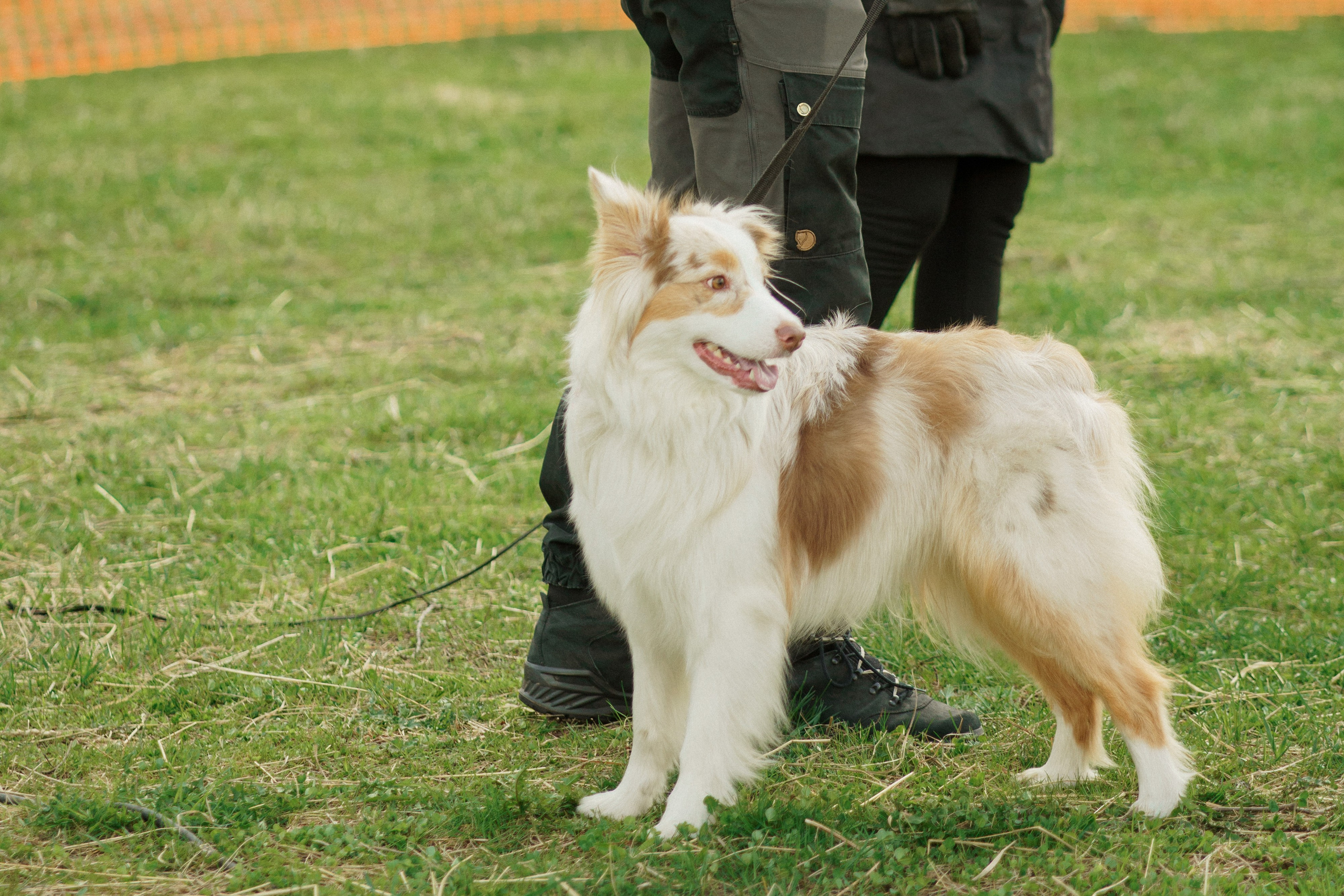 Herding Days, 26 apr. 2025. Kat Laisaar — Pet photographer in Tallinn