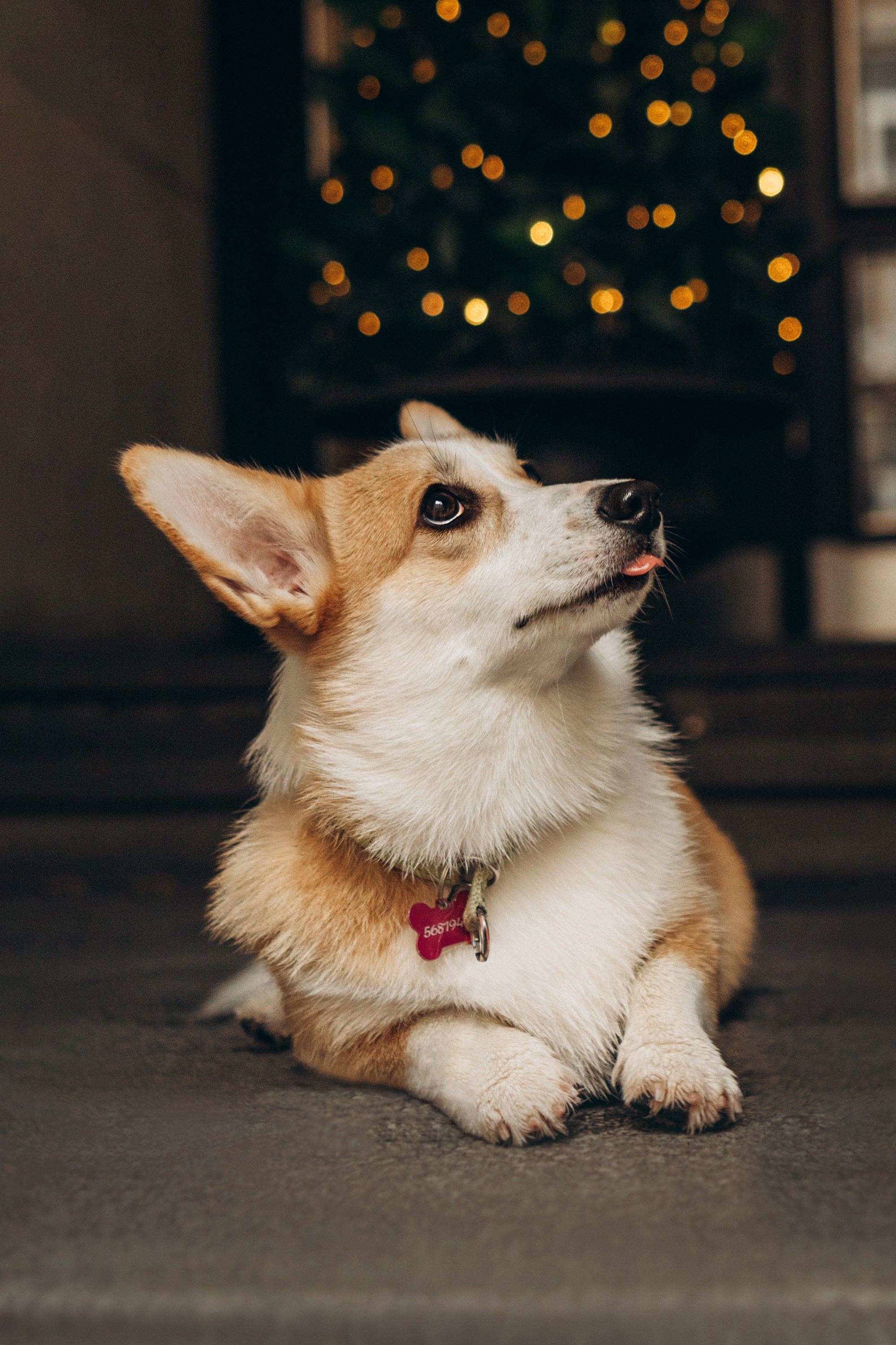 Maarika, Jegor and their Luna, Pembroke Welsh Corgi. Kat Laisaar — Pet photographer in Tallinn