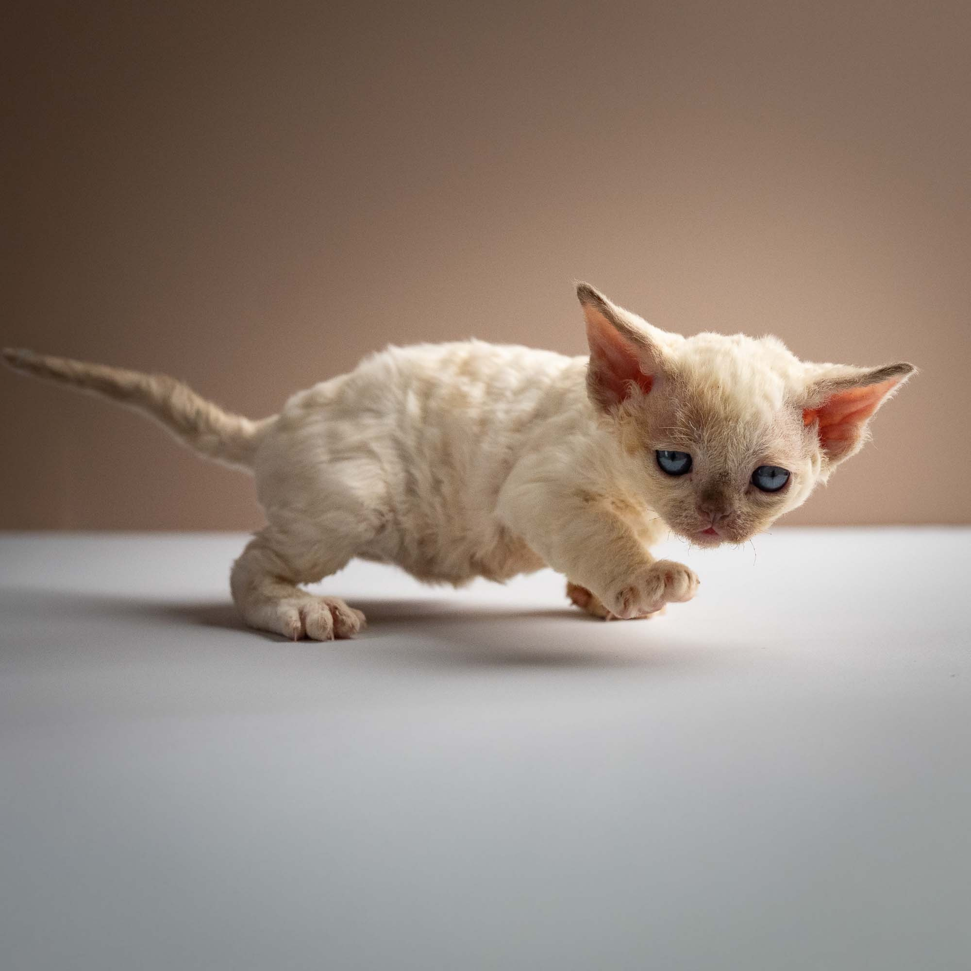 Rosalie,  girl, born 05.08.26. Devon Rex Pixie Cattery