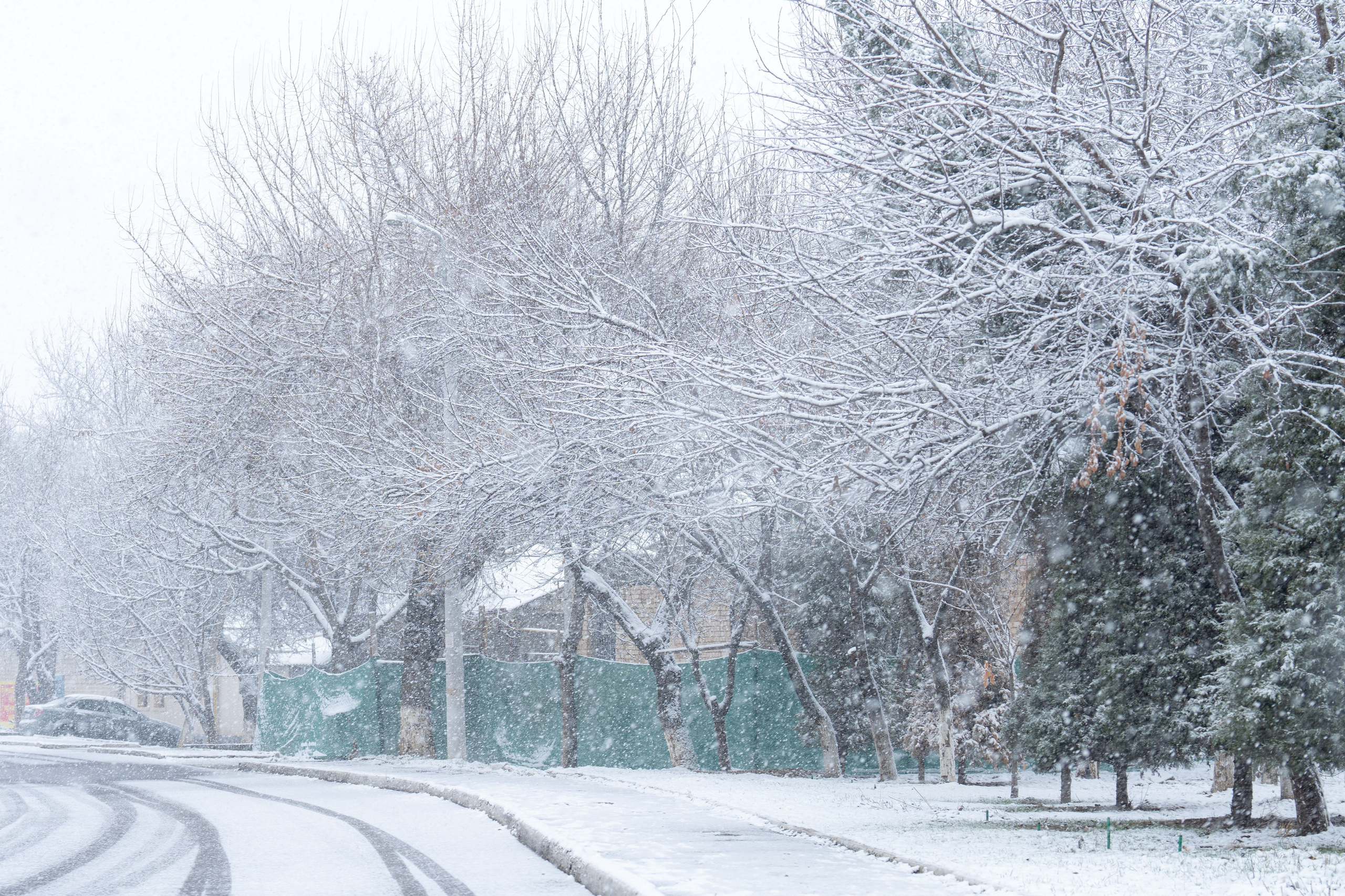 Первый снег в 2024 году. Георгий Намазов | Фотограф в Ташкенте