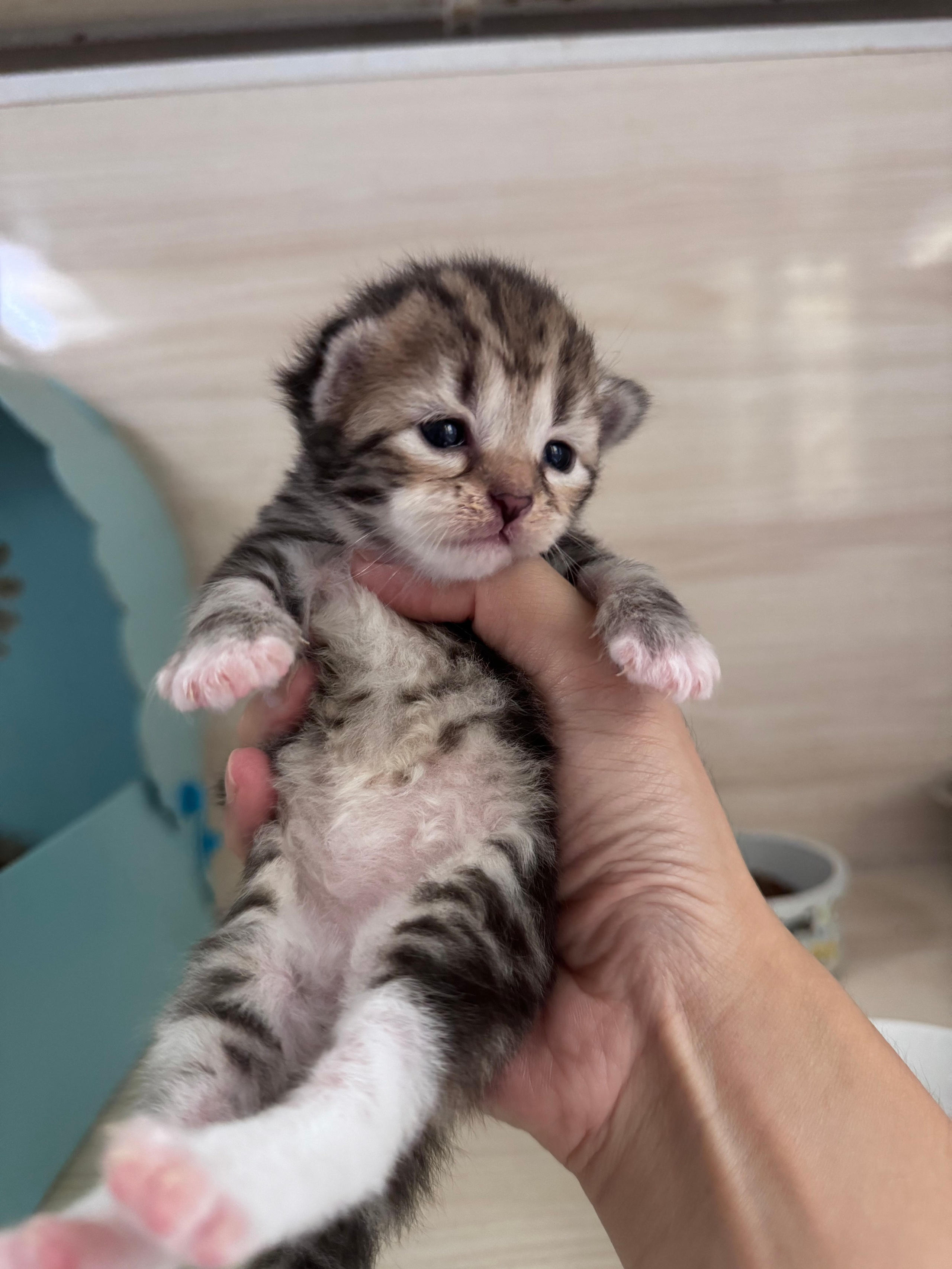 Danielle - Brown Tabby & White Female (probably will be available)