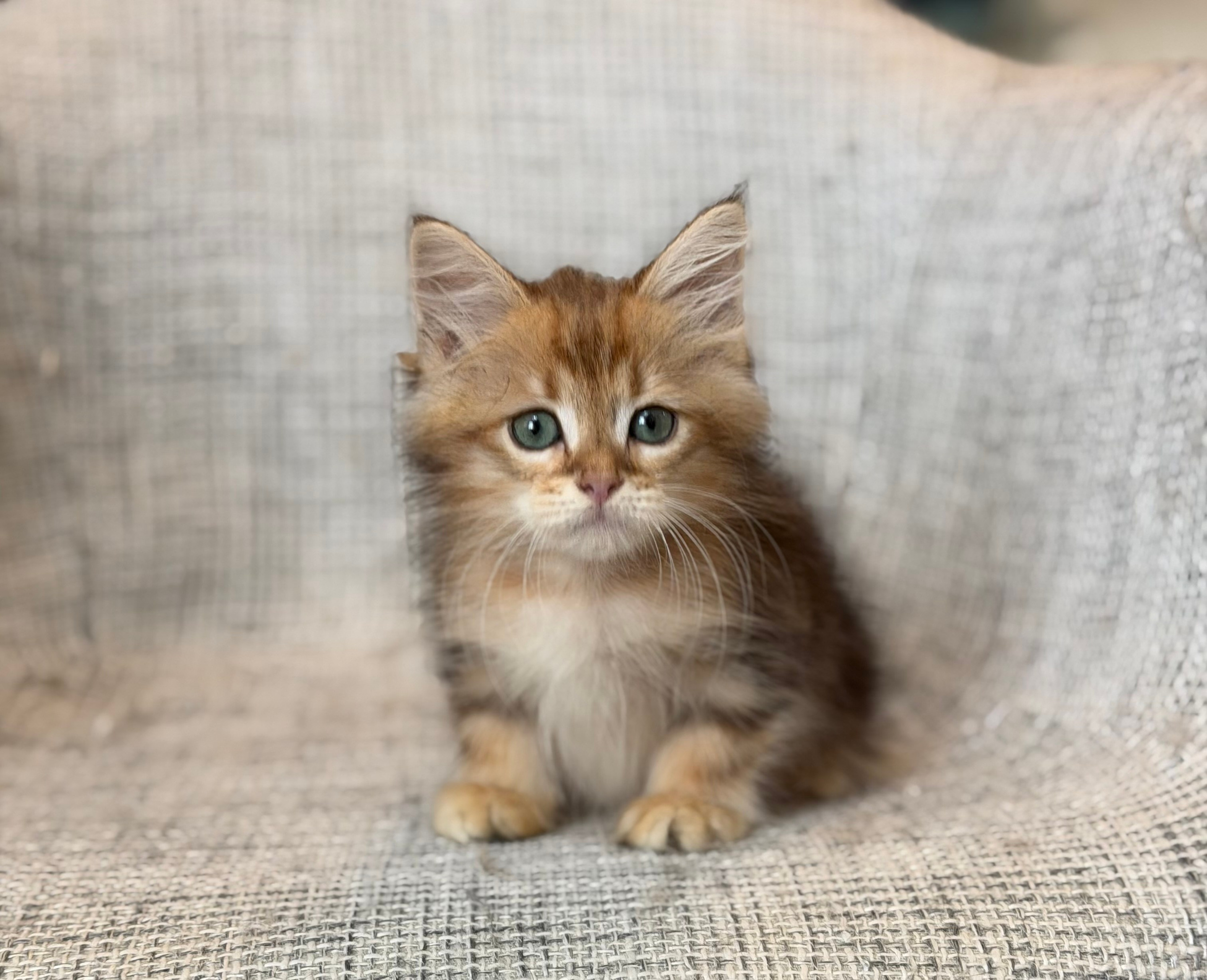 Finely Golden Tabby Male