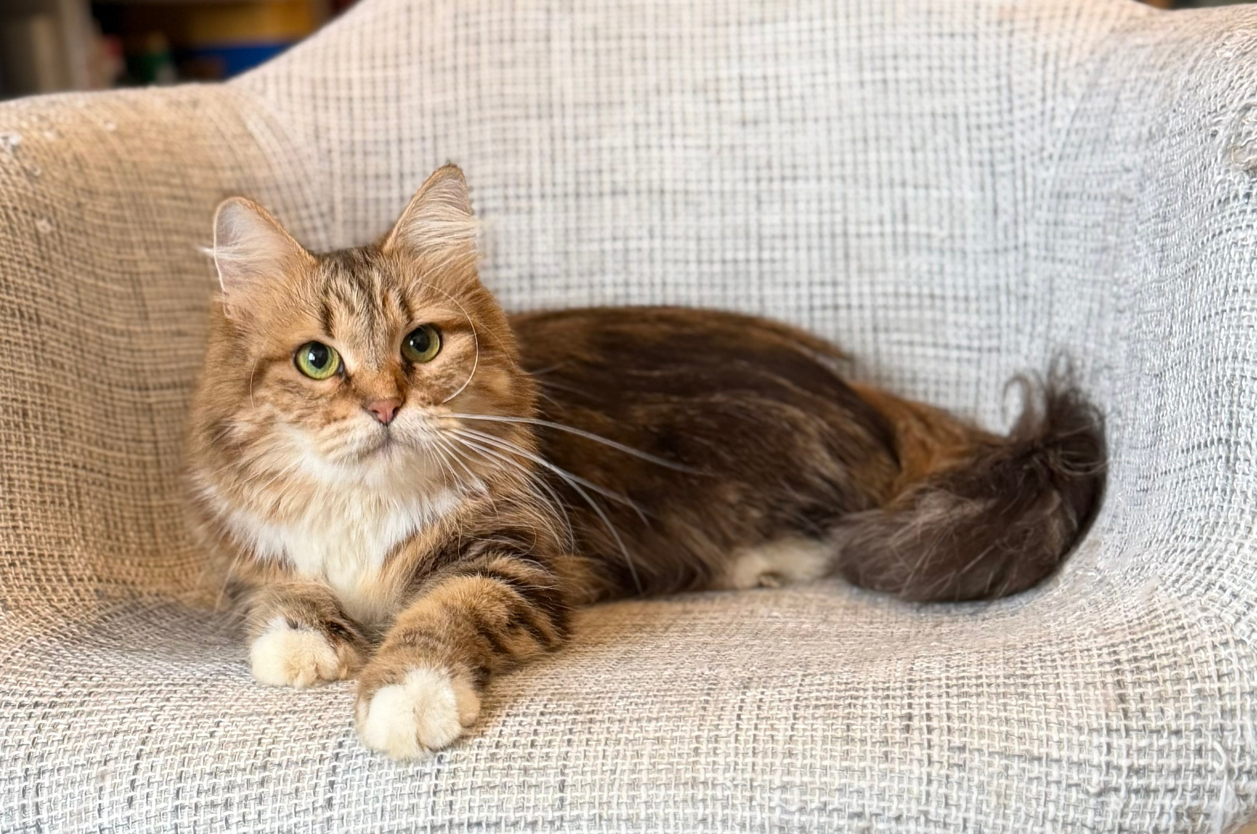 Demetra is only 3 years old, I’m grateful that she has brought us so many beautiful kittens. And I hope she will have a forever home to enjoy her retirement. She’s a nice and an independent girl. Adoption fees is needed. She will be spayed before going.