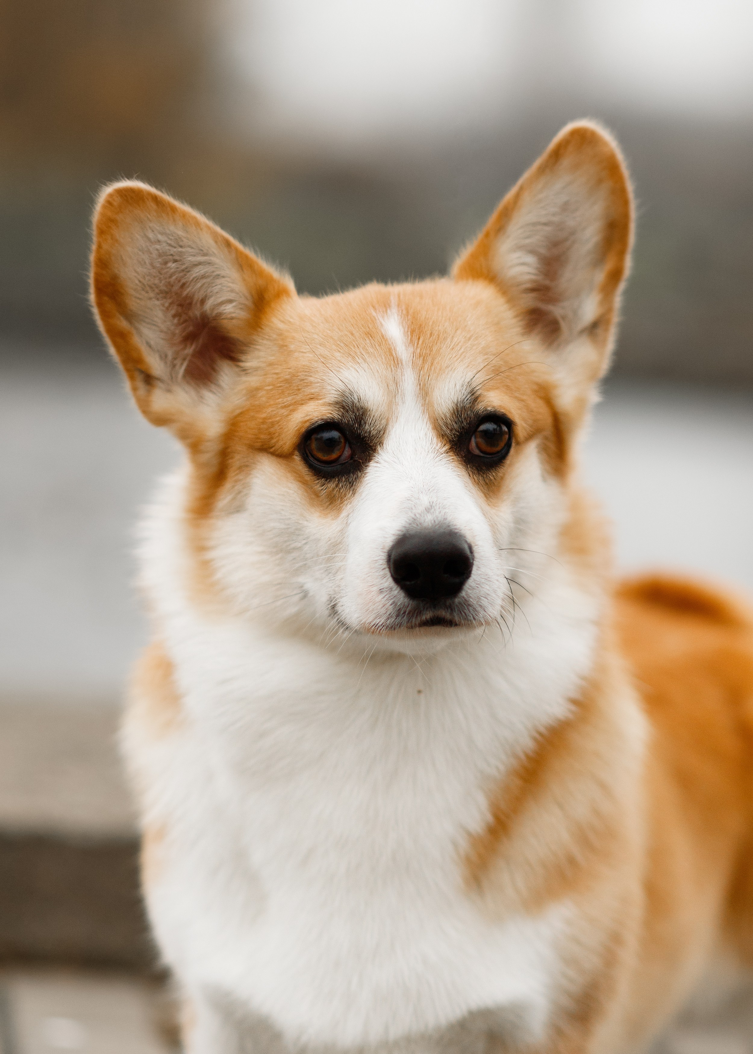 Dog shows | the best ones. Kaja | fotograf psów we Wrocławiu