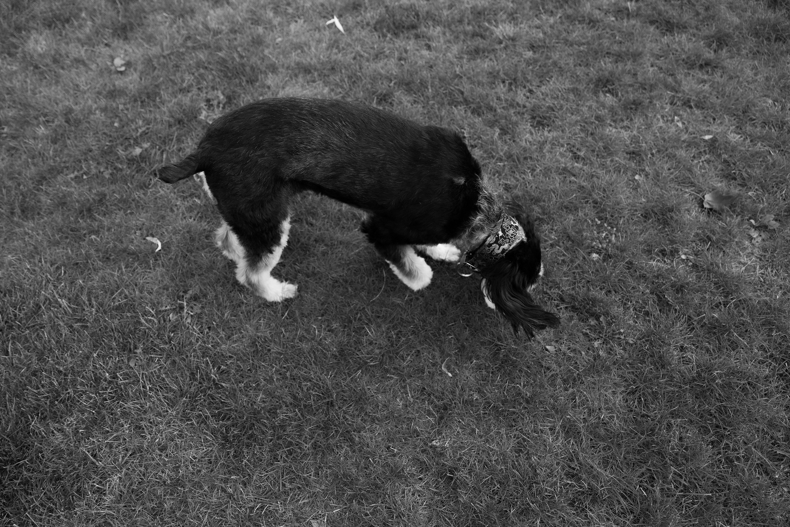 Lera & Flora. Kaja | fotograf we Wrocławiu | ludzie i psy