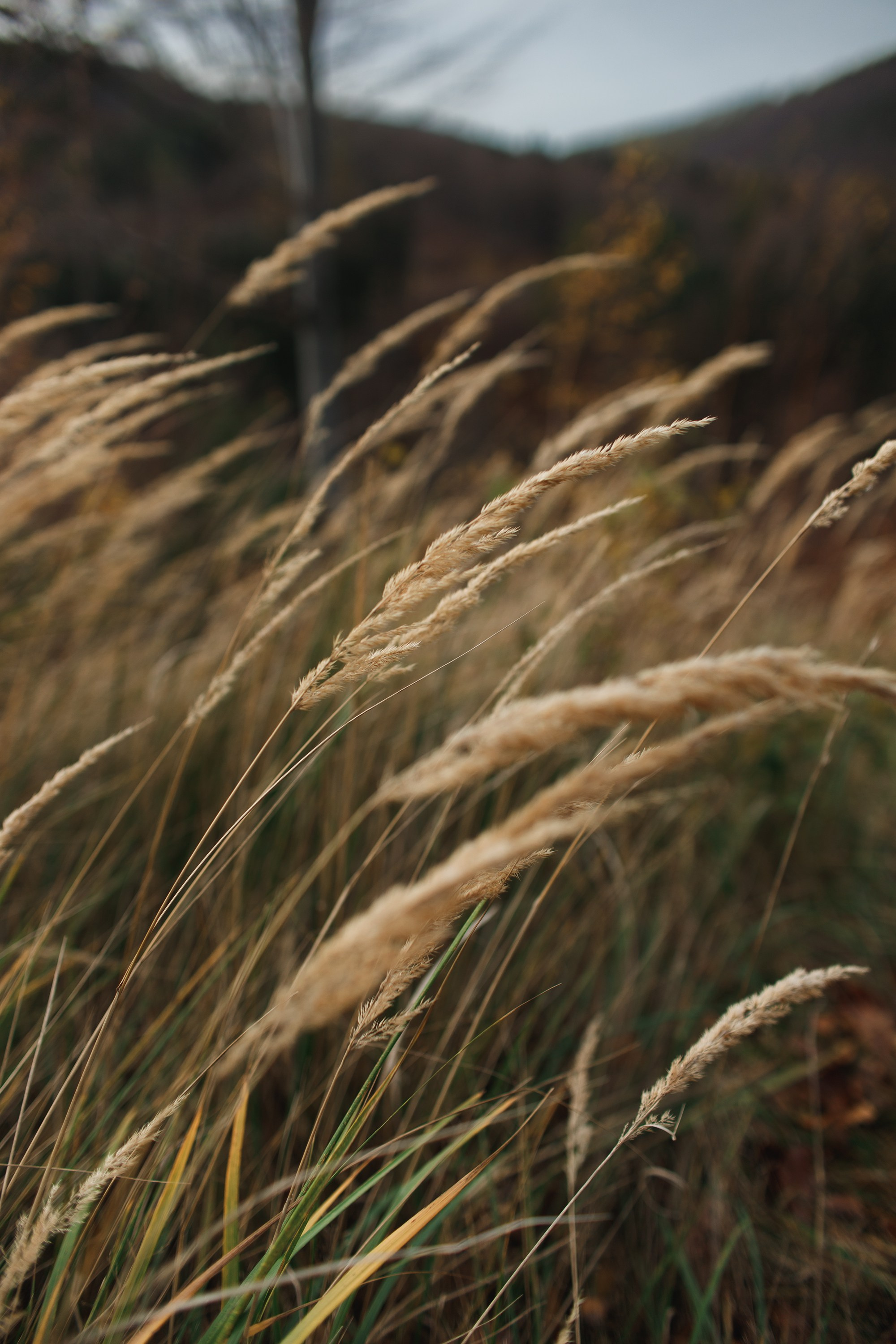 Sowie góry. Kaja | fotograf we Wrocławiu | ludzie i psy