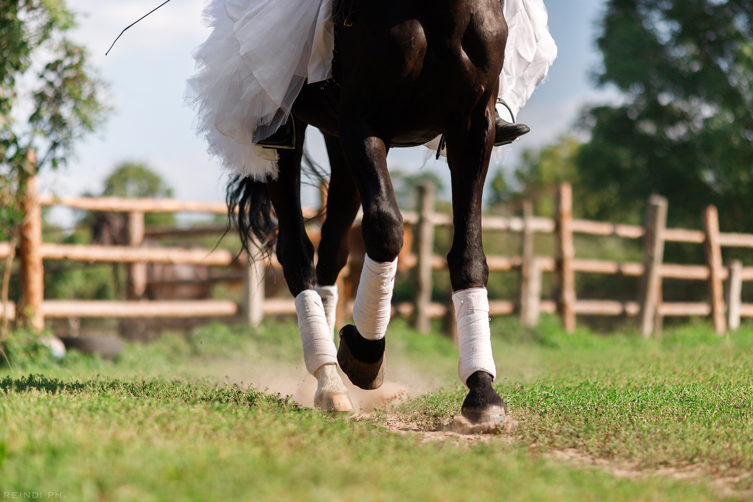 Horse show in the village. Kaja | fotograf we Wrocławiu | ludzie i psy