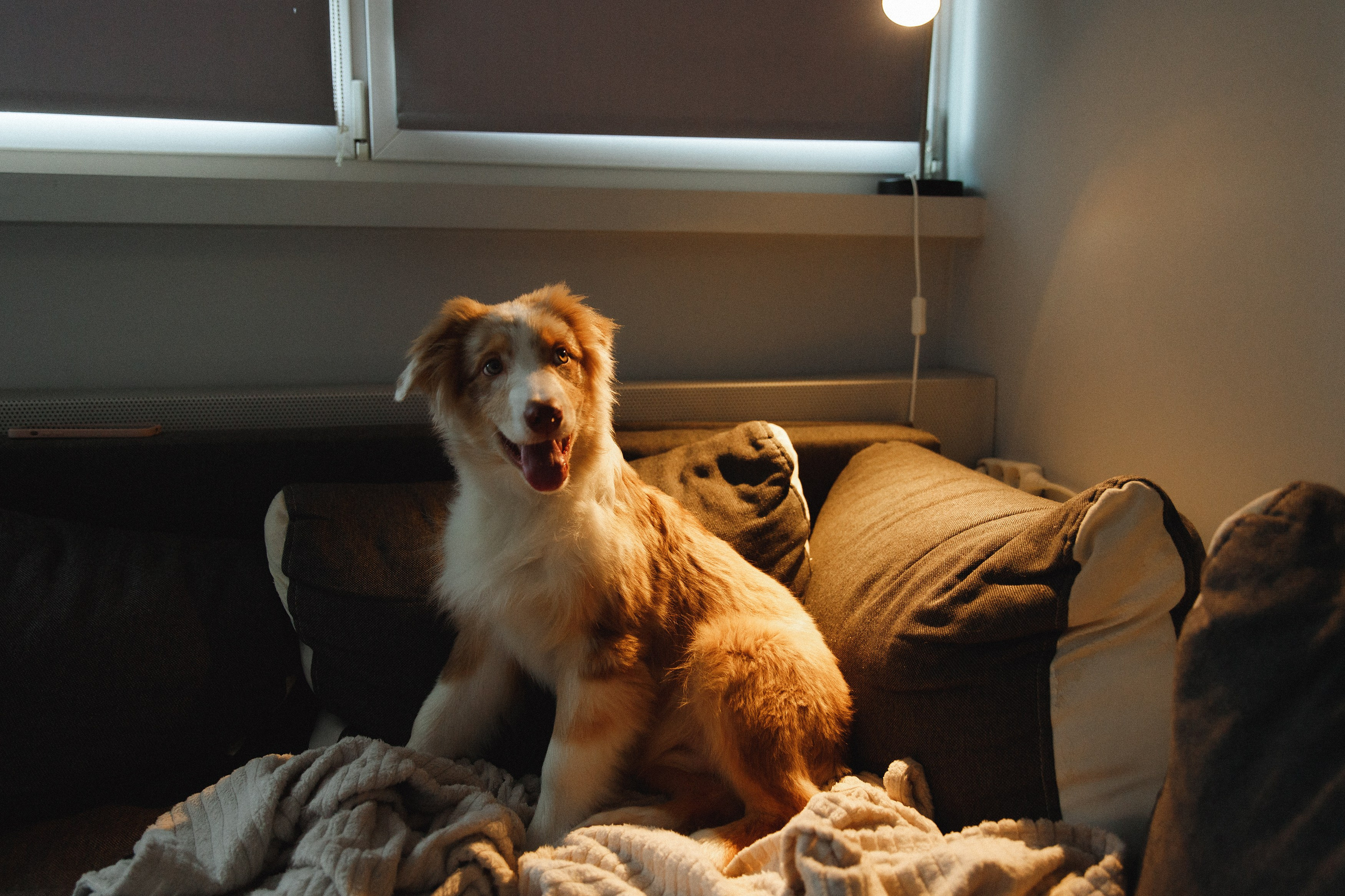 Fotografia psów Wrocław. Kaja | fotograf we Wrocławiu | ludzie i psy