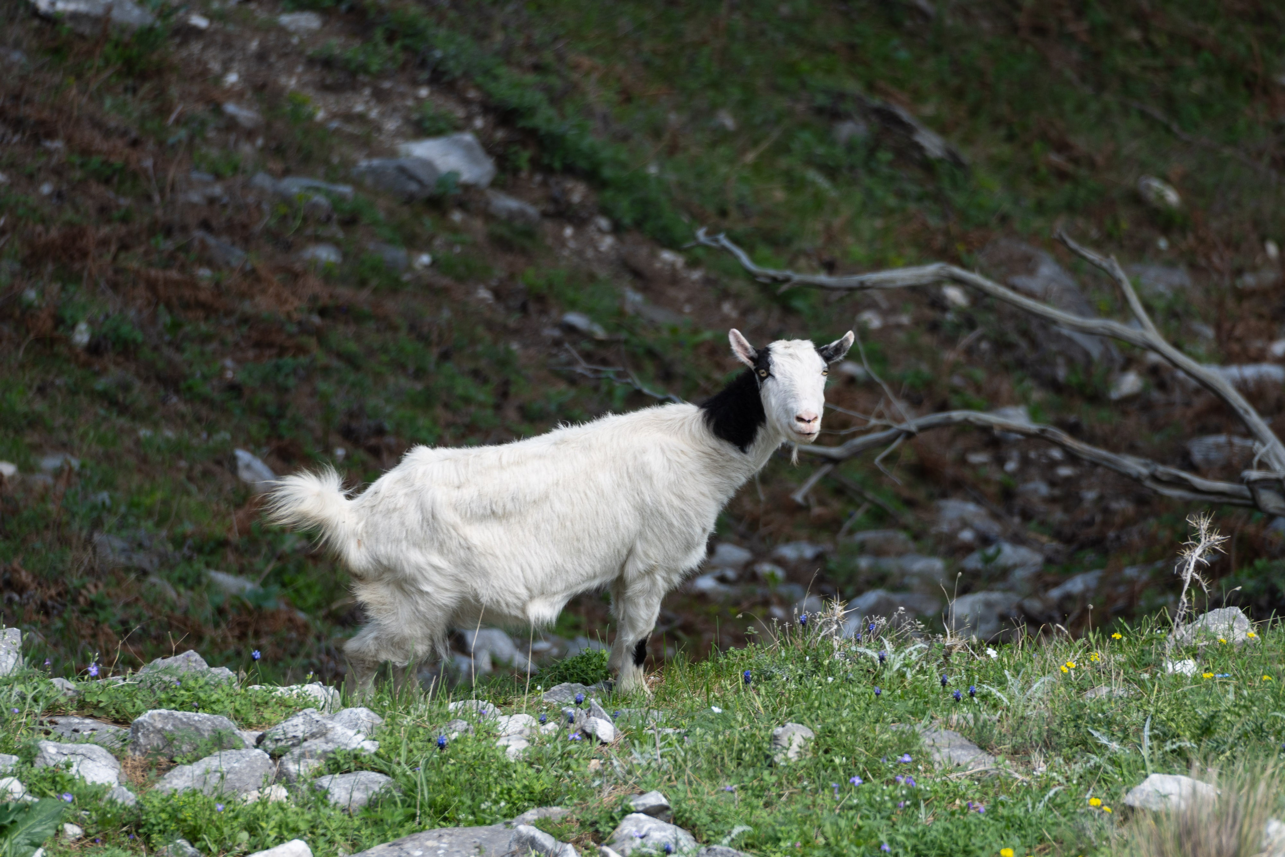 Thasos 2025. Fotografiideplacere.net