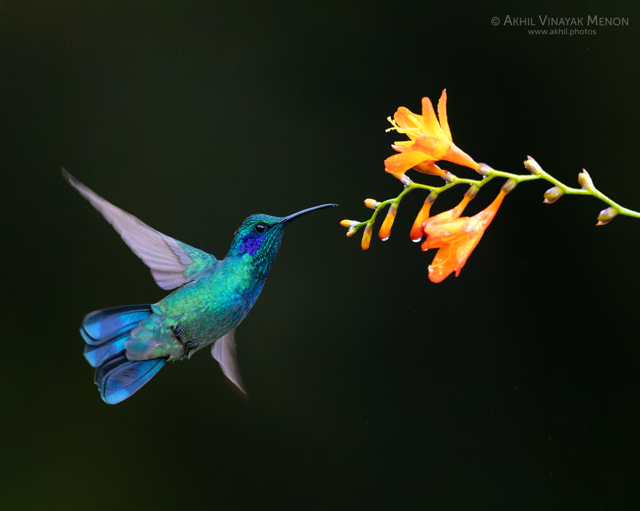 COSTA RICA GALLERY | AKHIL VINAYAK MENON PHOTOGRAPHY. Akhil Vinayak Menon Photography