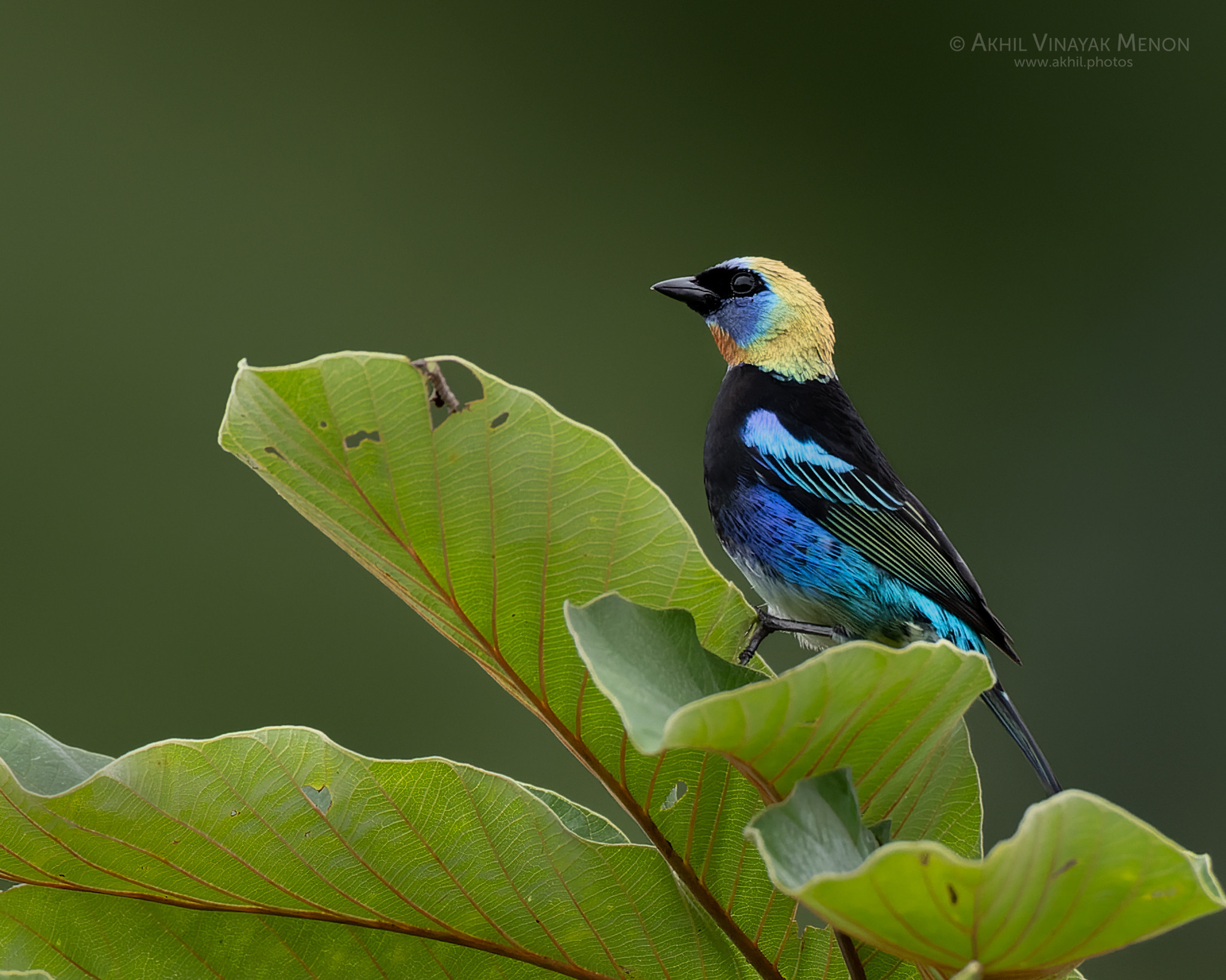 COSTA RICA GALLERY | AKHIL VINAYAK MENON PHOTOGRAPHY. Akhil Vinayak Menon Photography