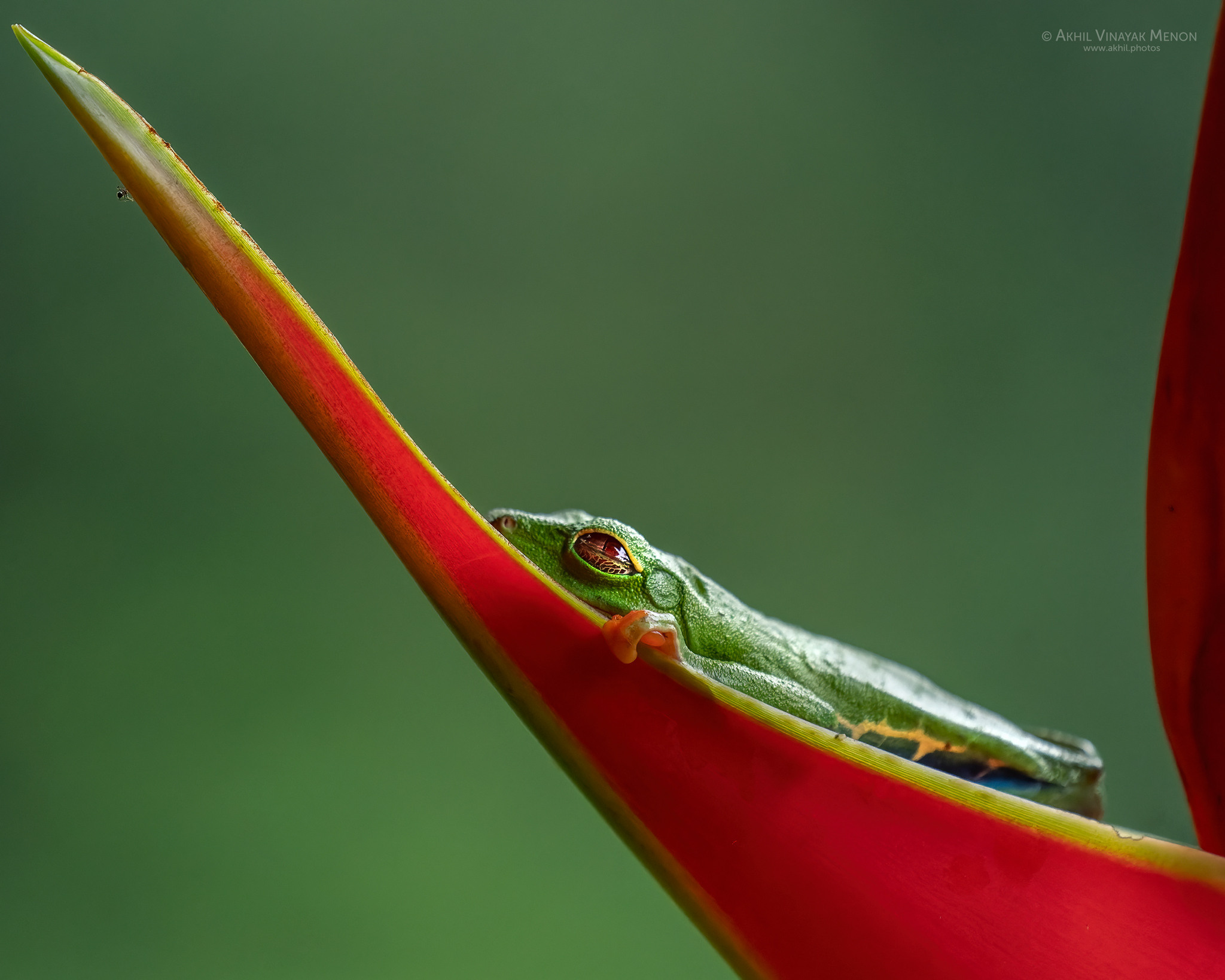 COSTA RICA GALLERY | AKHIL VINAYAK MENON PHOTOGRAPHY. Akhil Vinayak Menon Photography