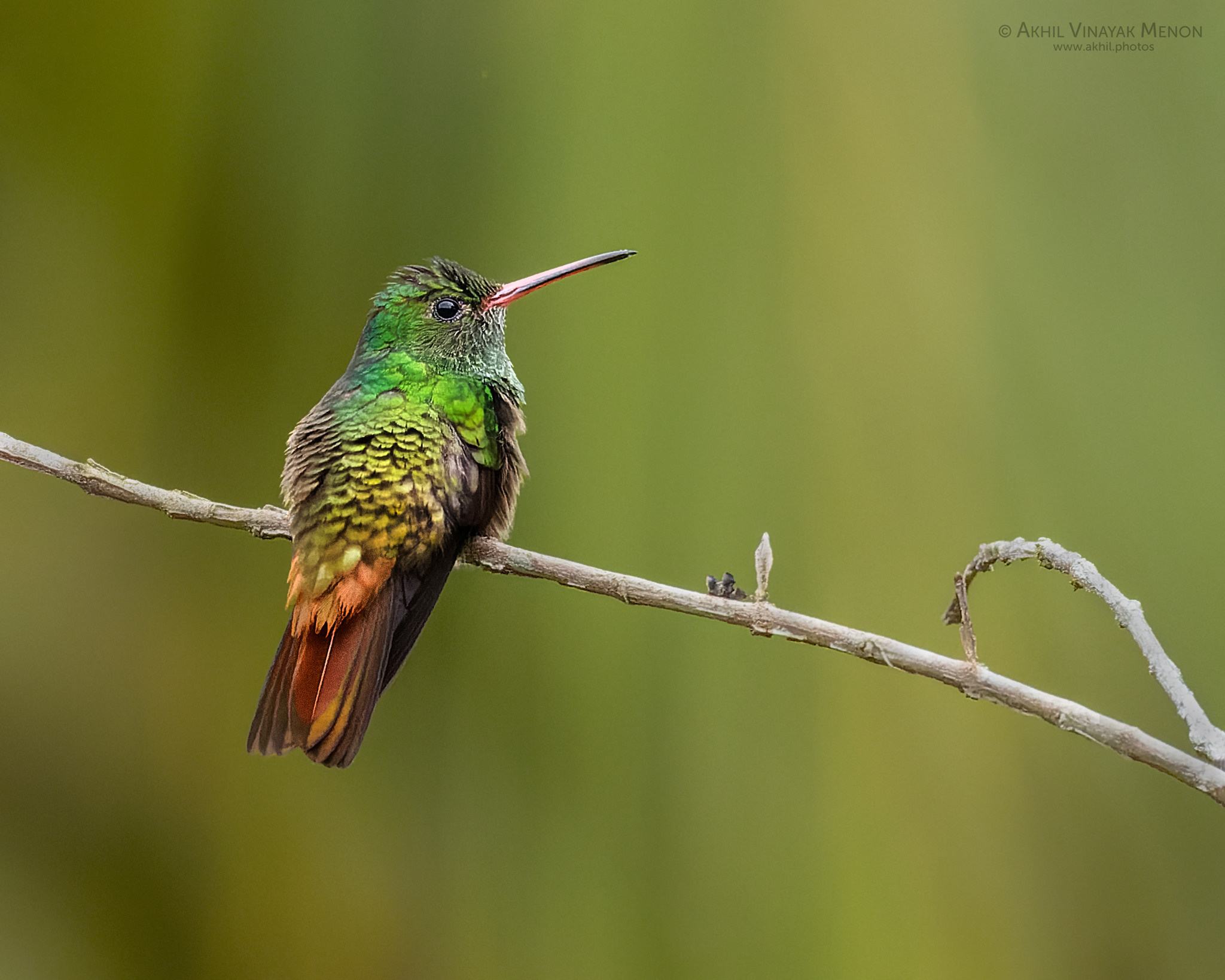 COSTA RICA GALLERY | AKHIL VINAYAK MENON PHOTOGRAPHY. Akhil Vinayak Menon Photography