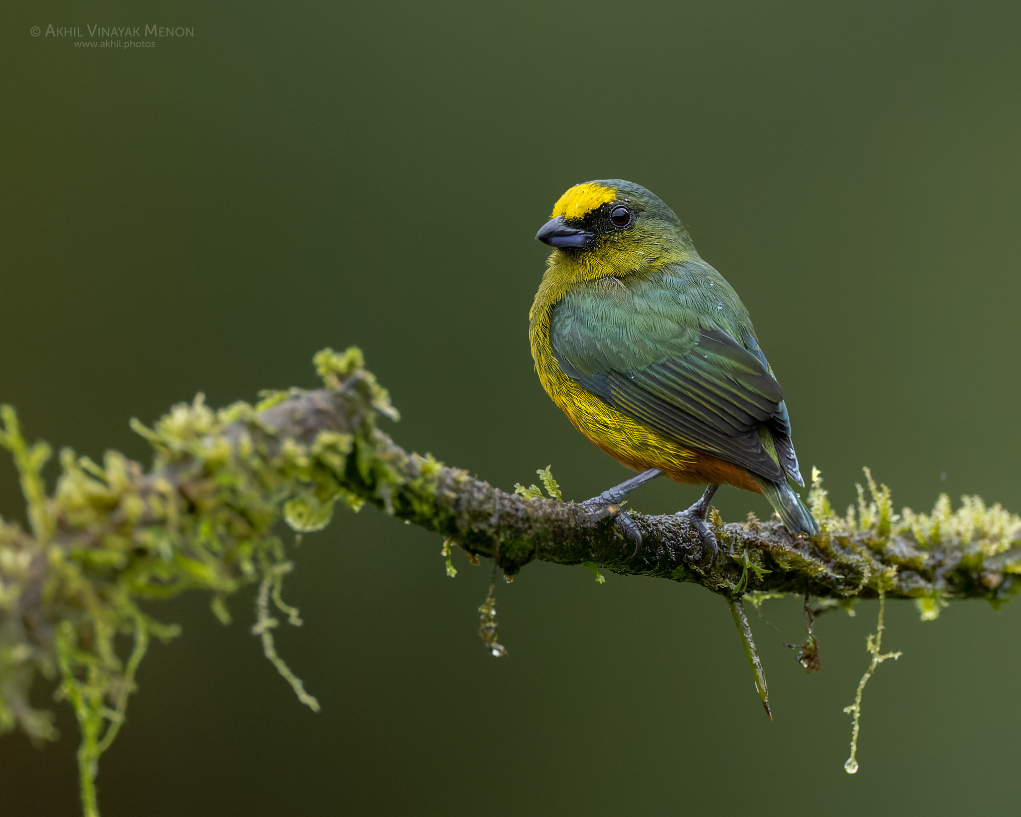 COSTA RICA GALLERY | AKHIL VINAYAK MENON PHOTOGRAPHY. Akhil Vinayak Menon Photography