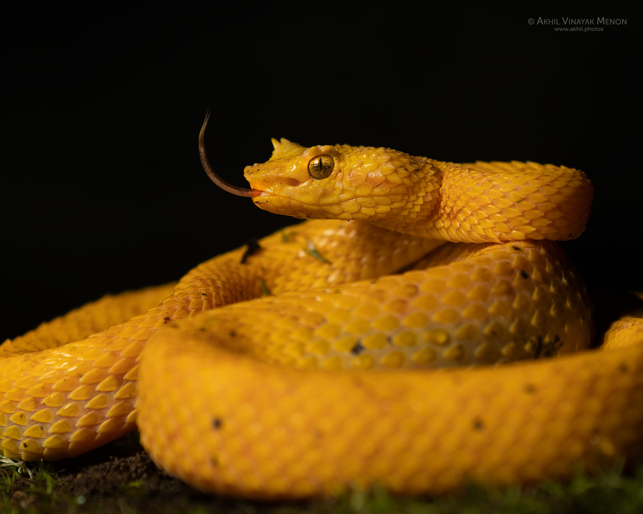 COSTA RICA GALLERY | AKHIL VINAYAK MENON PHOTOGRAPHY. Akhil Vinayak Menon Photography