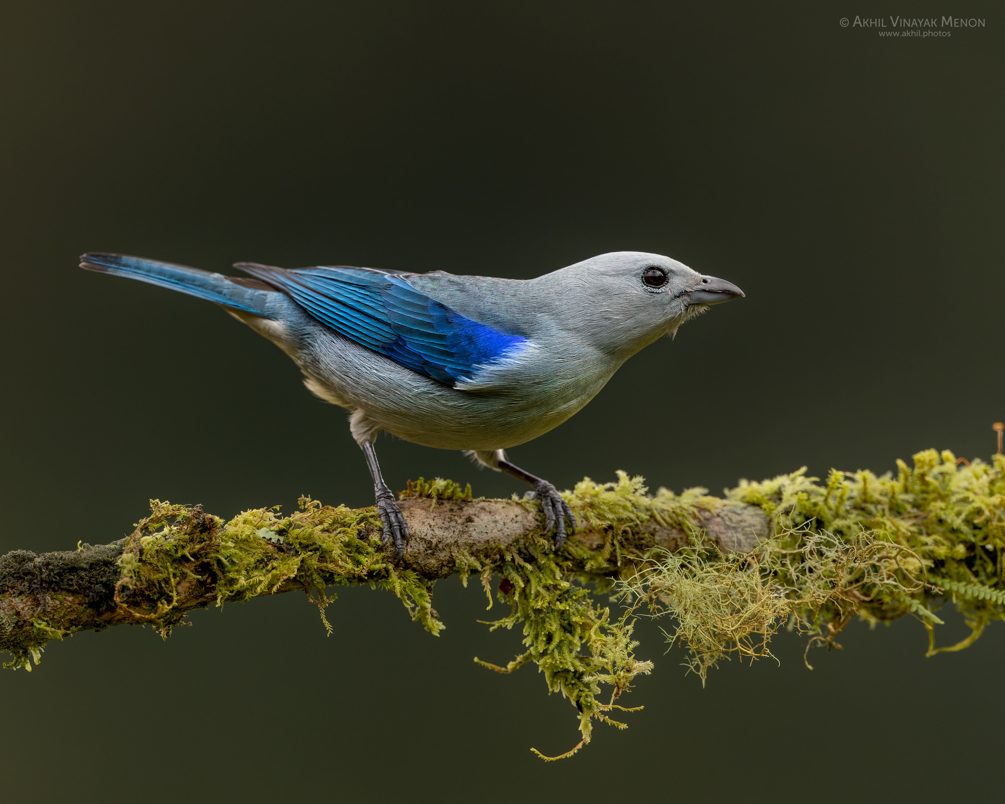 COSTA RICA GALLERY | AKHIL VINAYAK MENON PHOTOGRAPHY. Akhil Vinayak Menon Photography