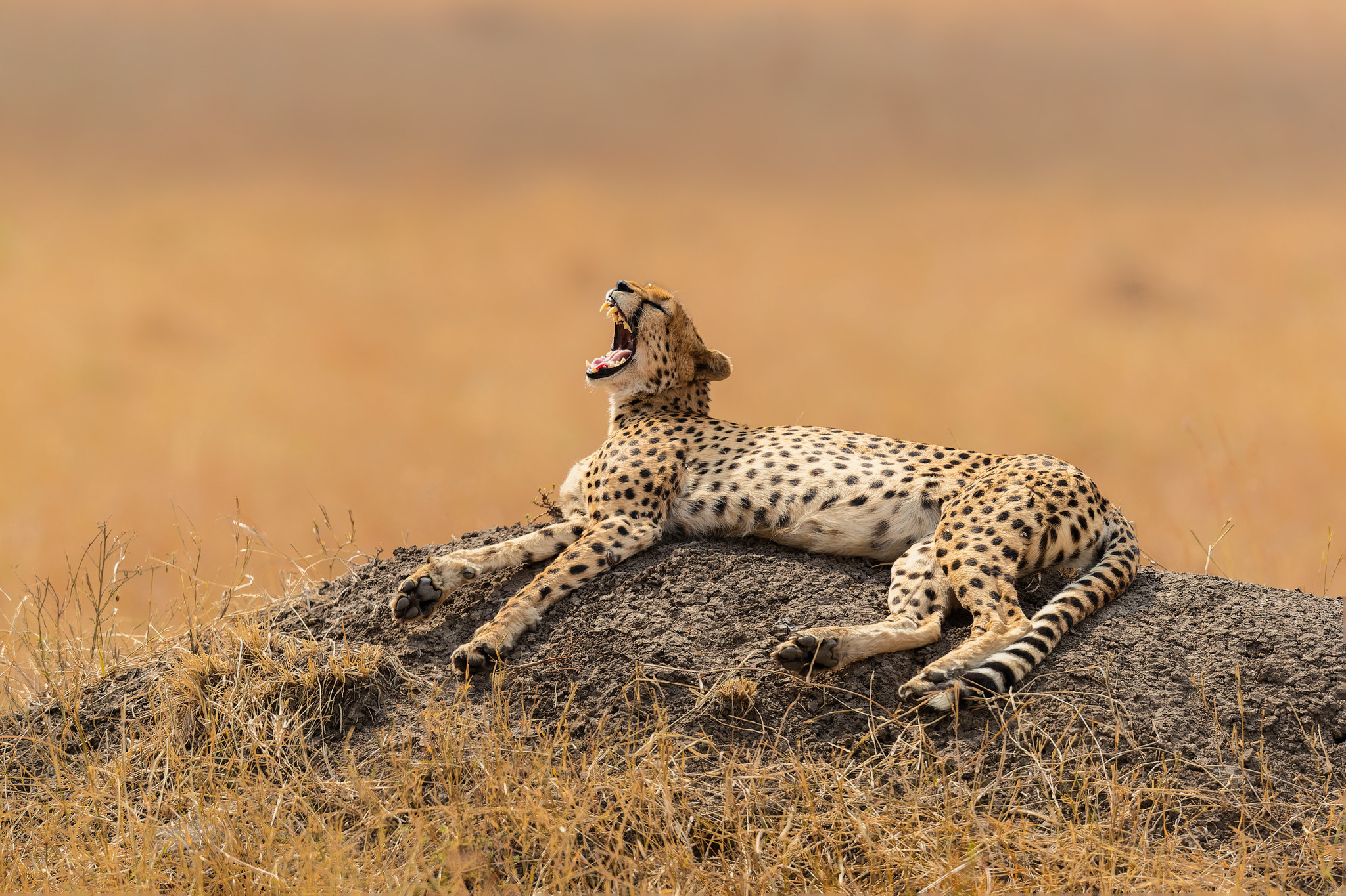 Akhil Vinayak Menon Photography