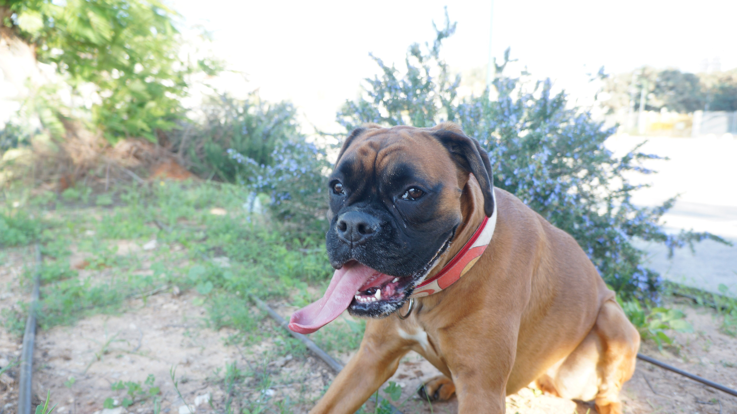 My ״Star״ Boxer Dog
