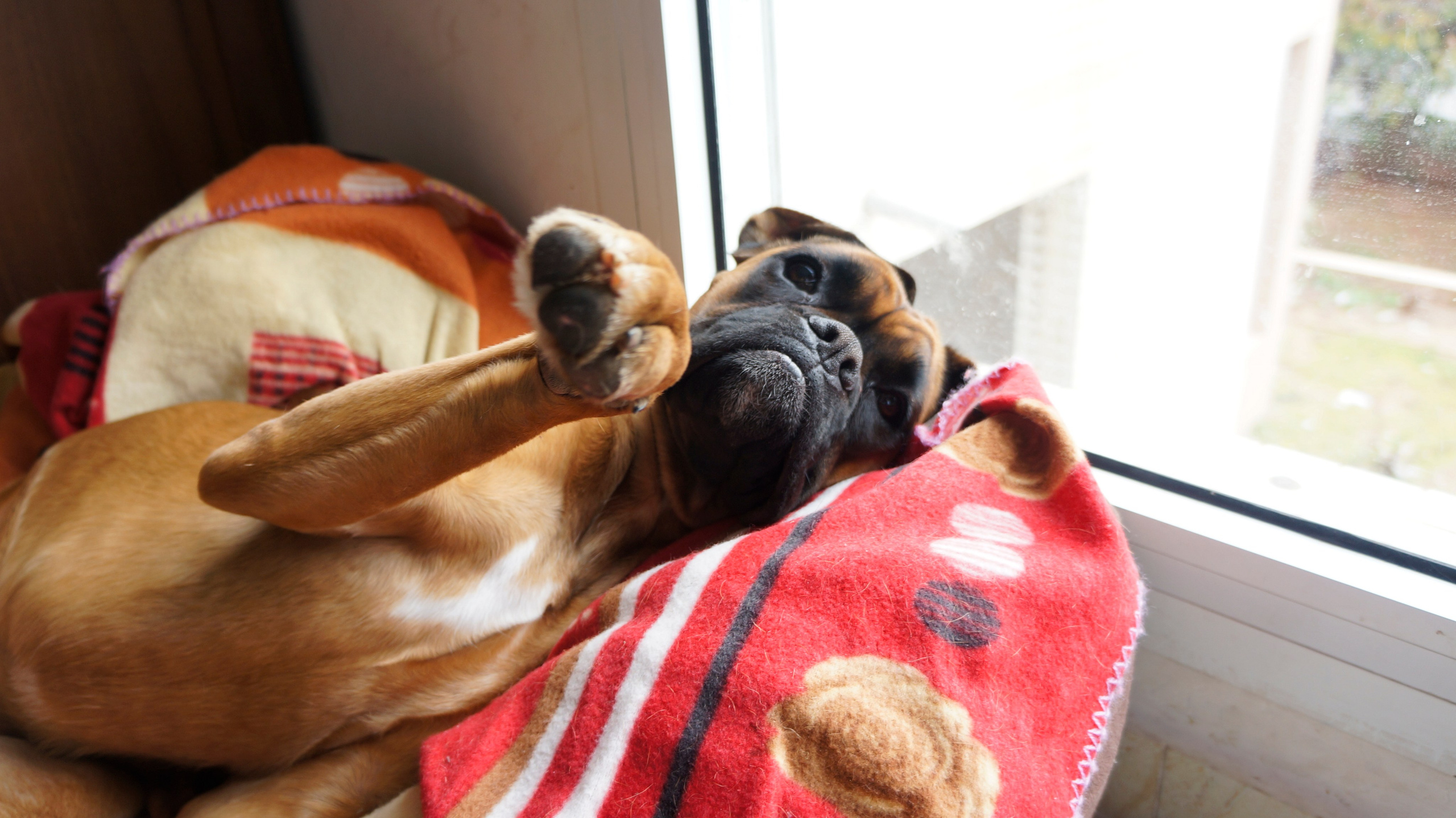 My ״Star״ Boxer Dog