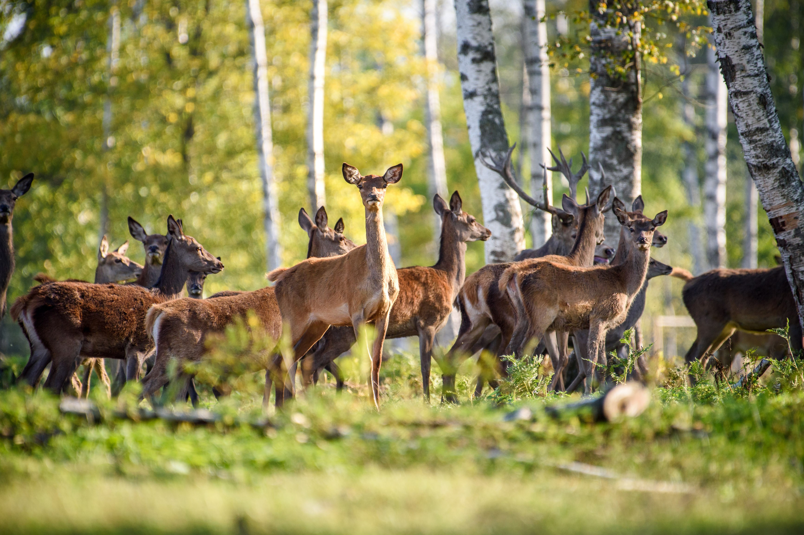 Nature. Ritvars Pujats Emotion Photographer