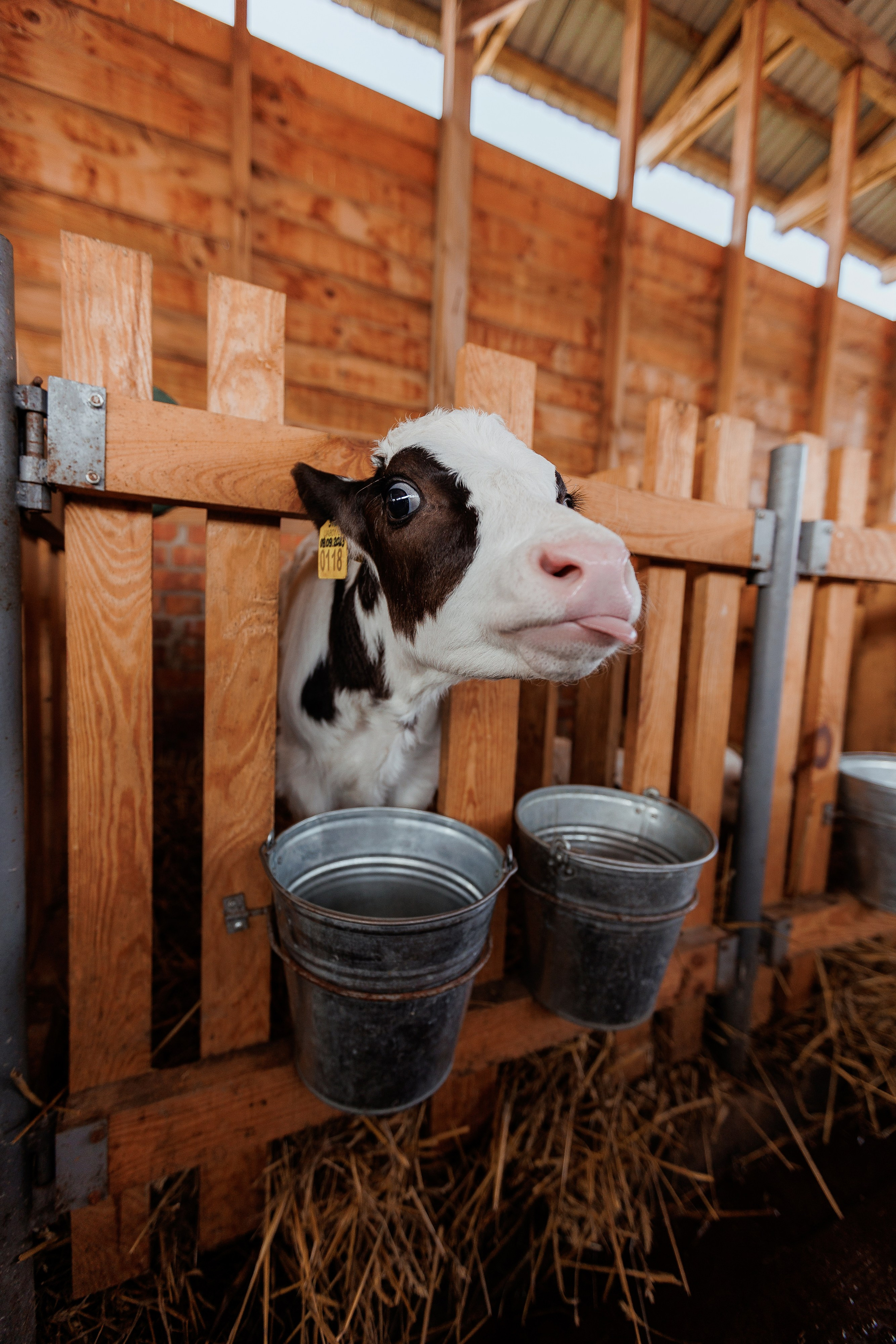 Екопарк Аміла. Ірина Терещук